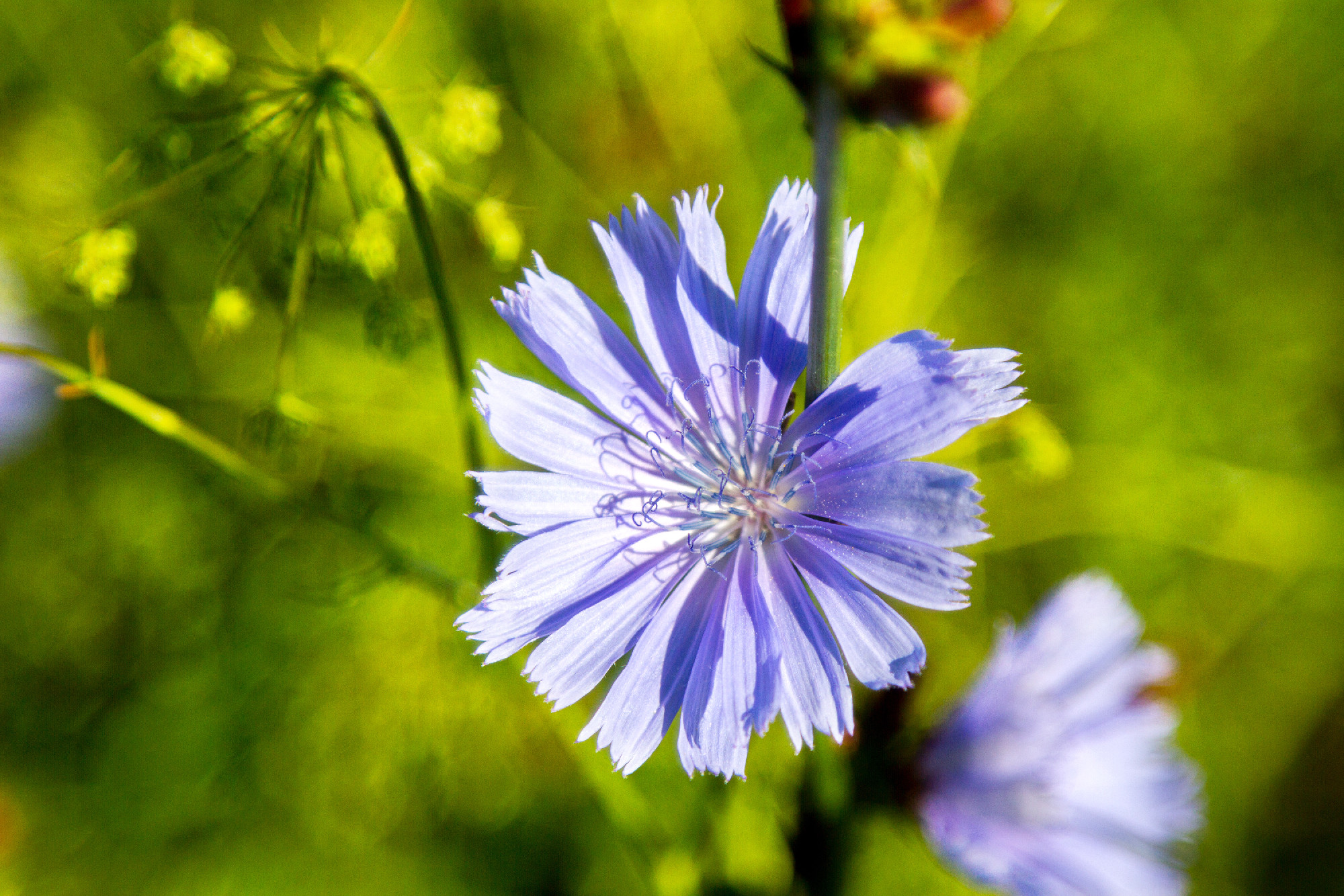 blooming beautiful flower wild chicoryc