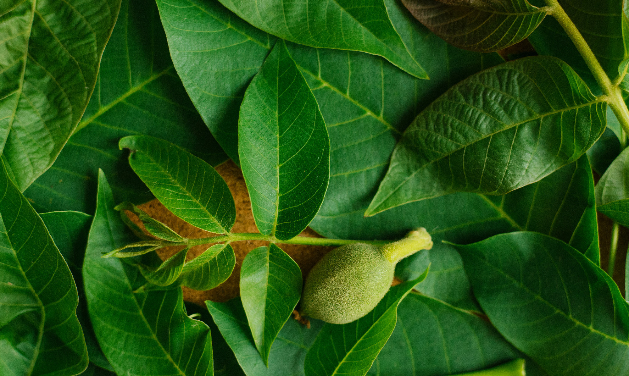 Green background and walnut leaf texture. A small green nut and large wiry leaves.