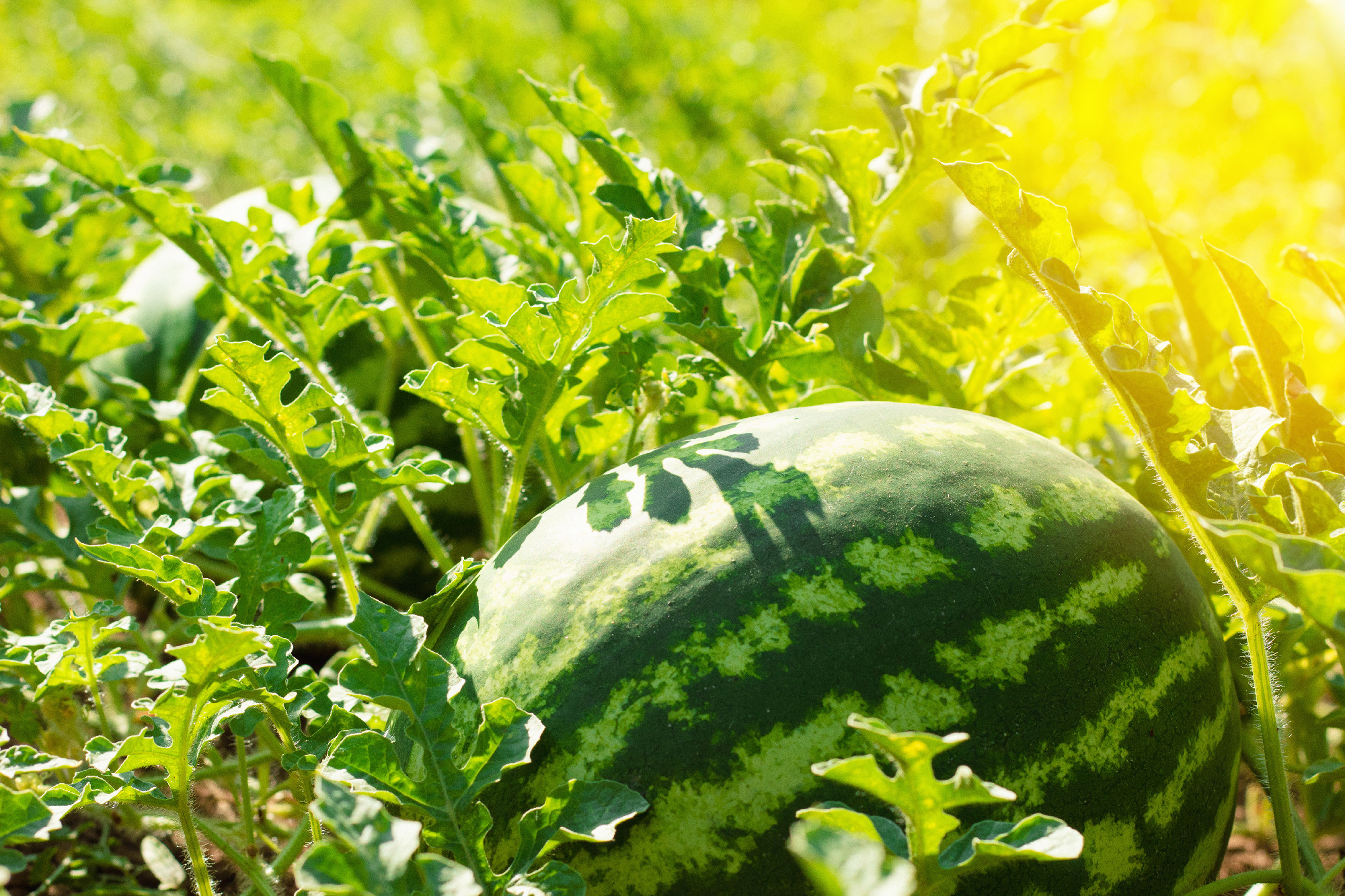 The large green berry with stripes is a watermelon. The plant gr
