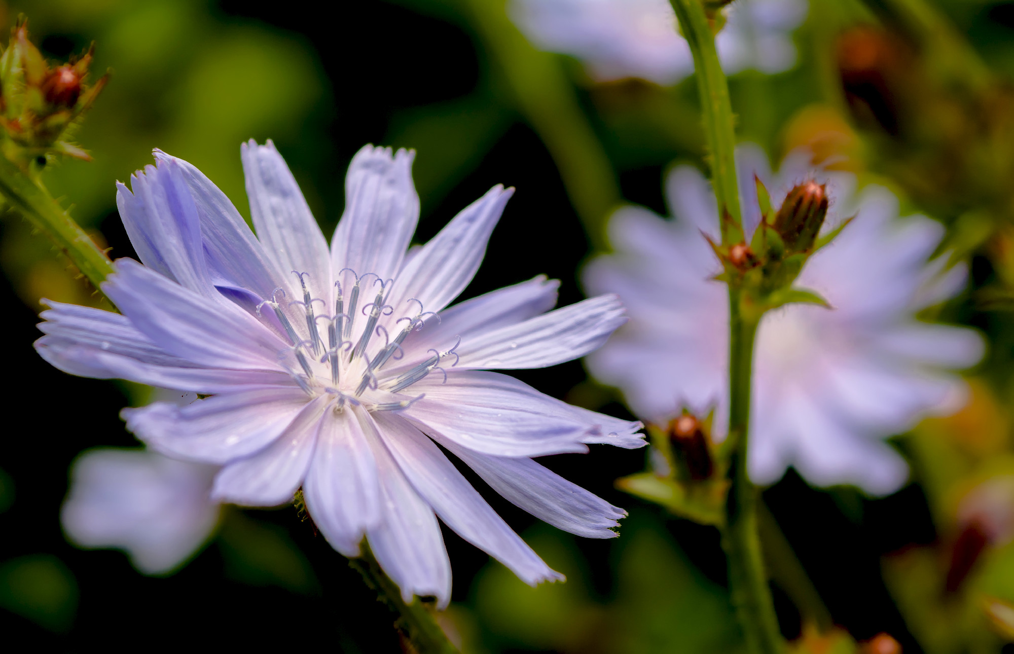 Close-up of chicory flower in the meadow lit by the summer eveni