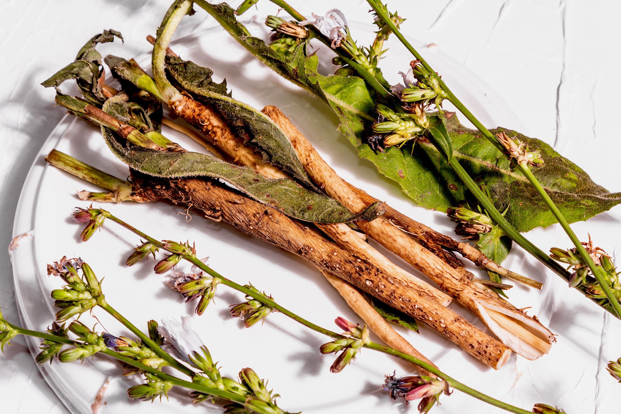 Fresh flowers and roots of chicory on a ceramic stand