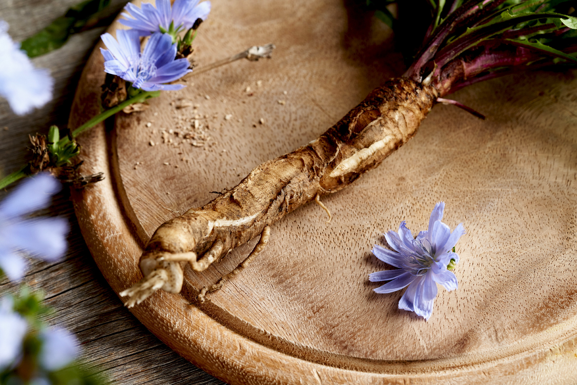 Fresh chicory root, leaves and flowers