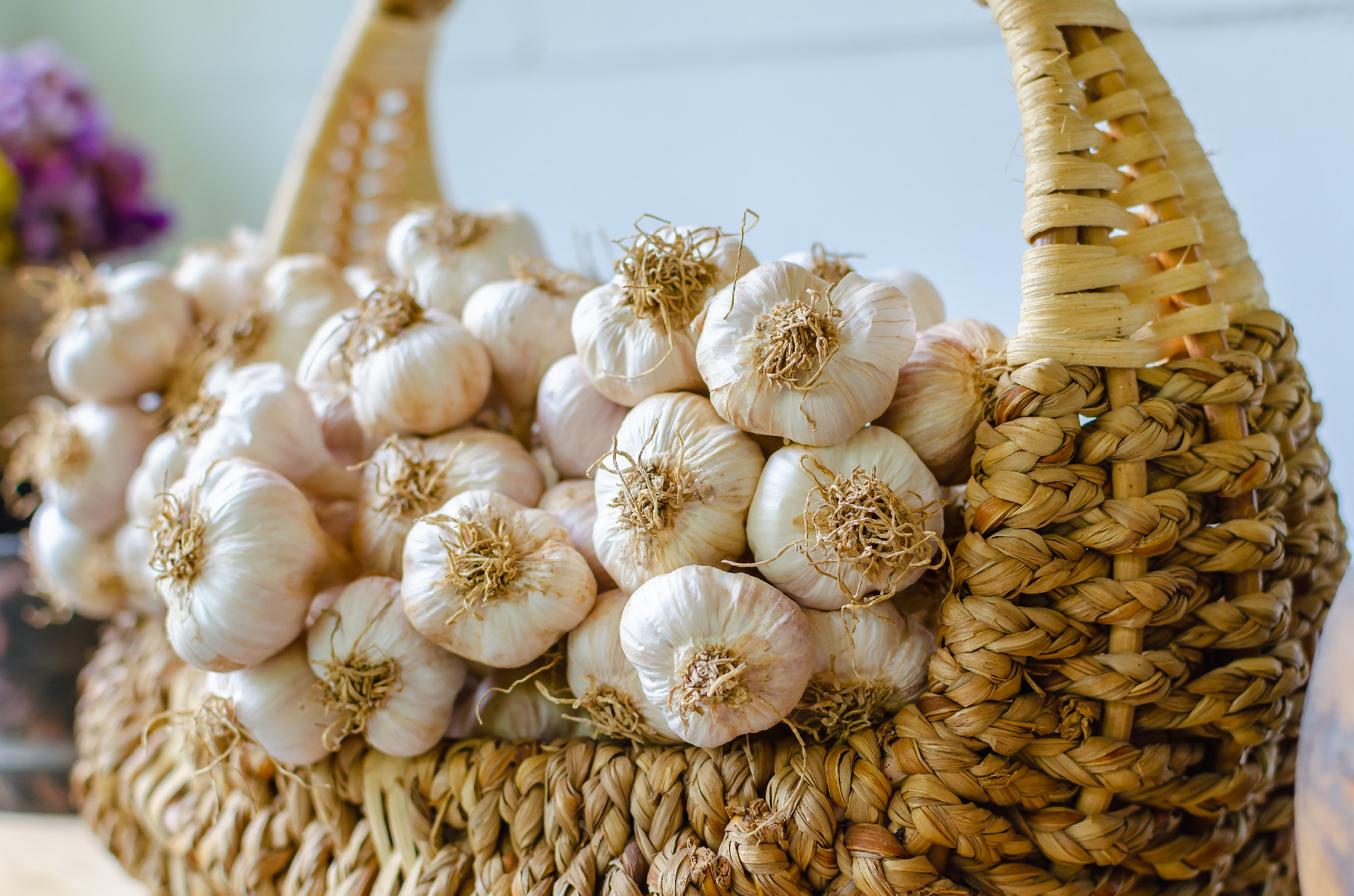 garlic bulbs, fresh garlic in Wicker basket.