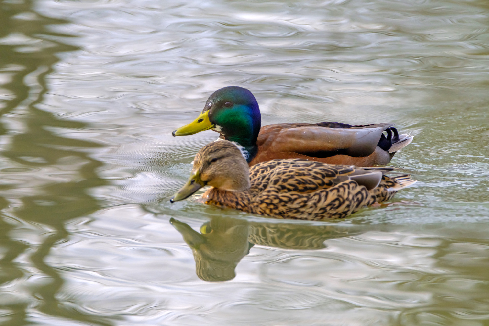 Couple of mallard ducks on the lake with beautiful reflections i