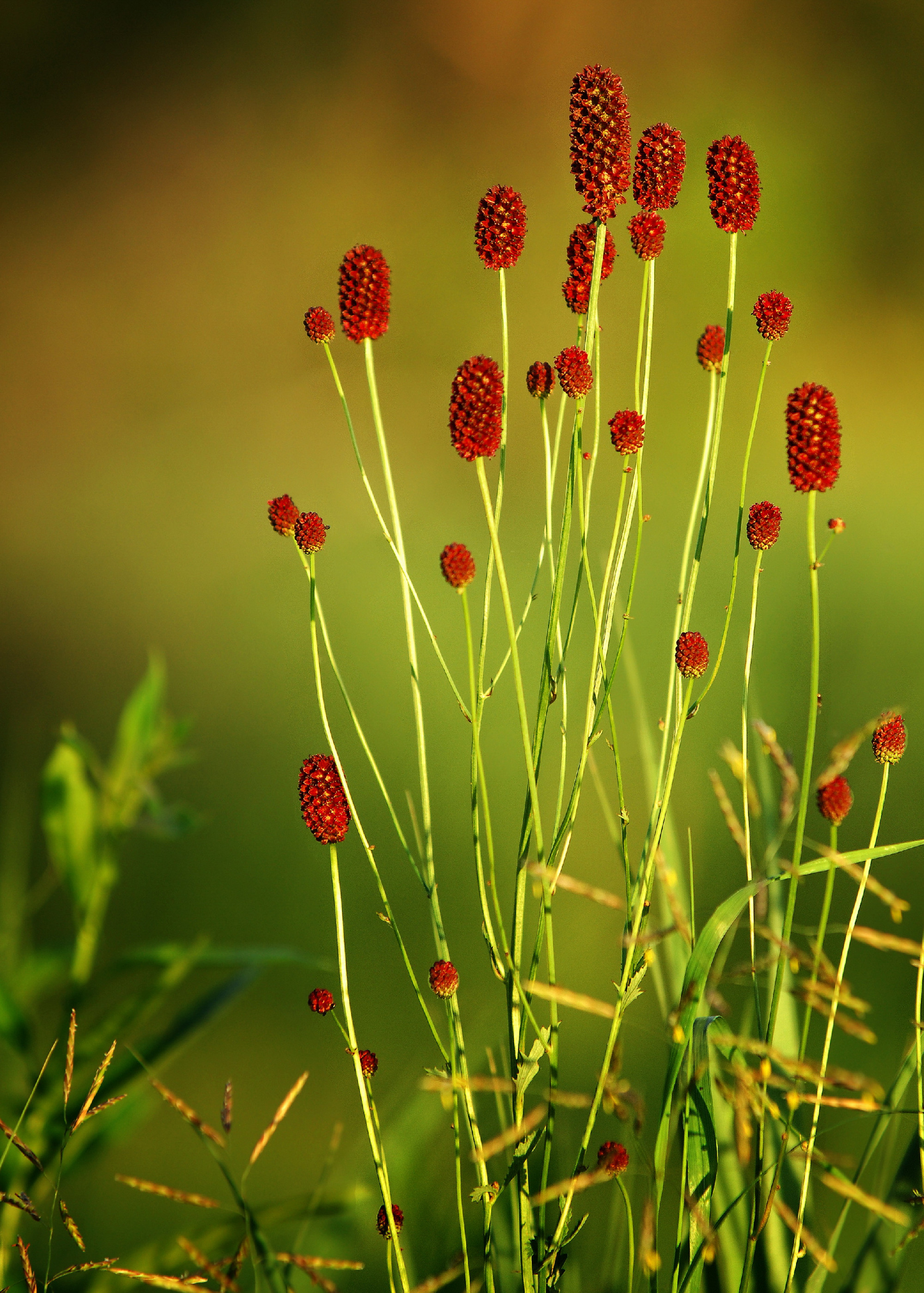 Sanguisorba officinalis. great burnet.