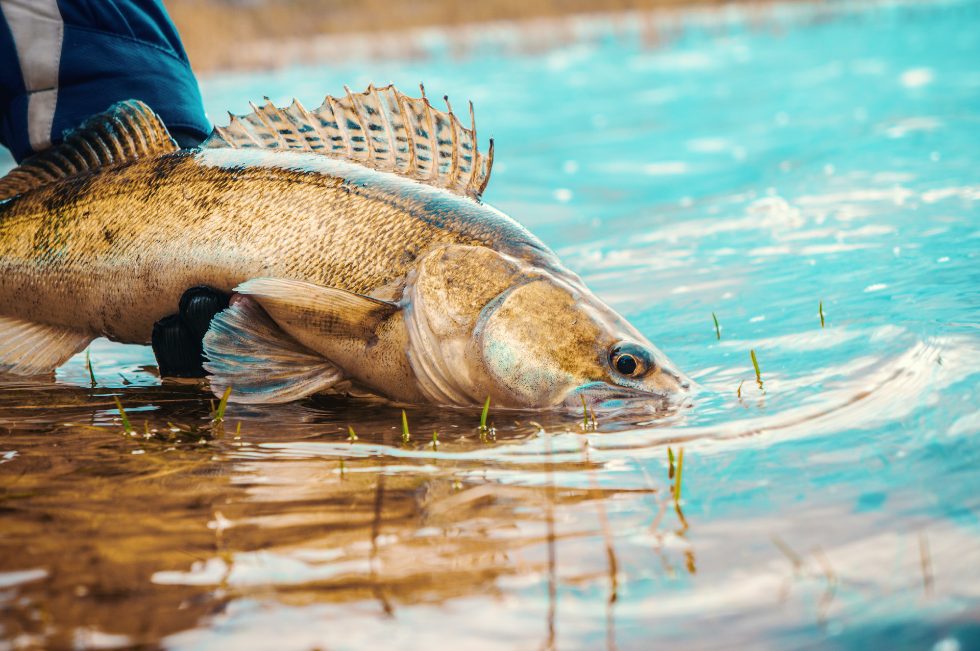 Fishing on the principle
