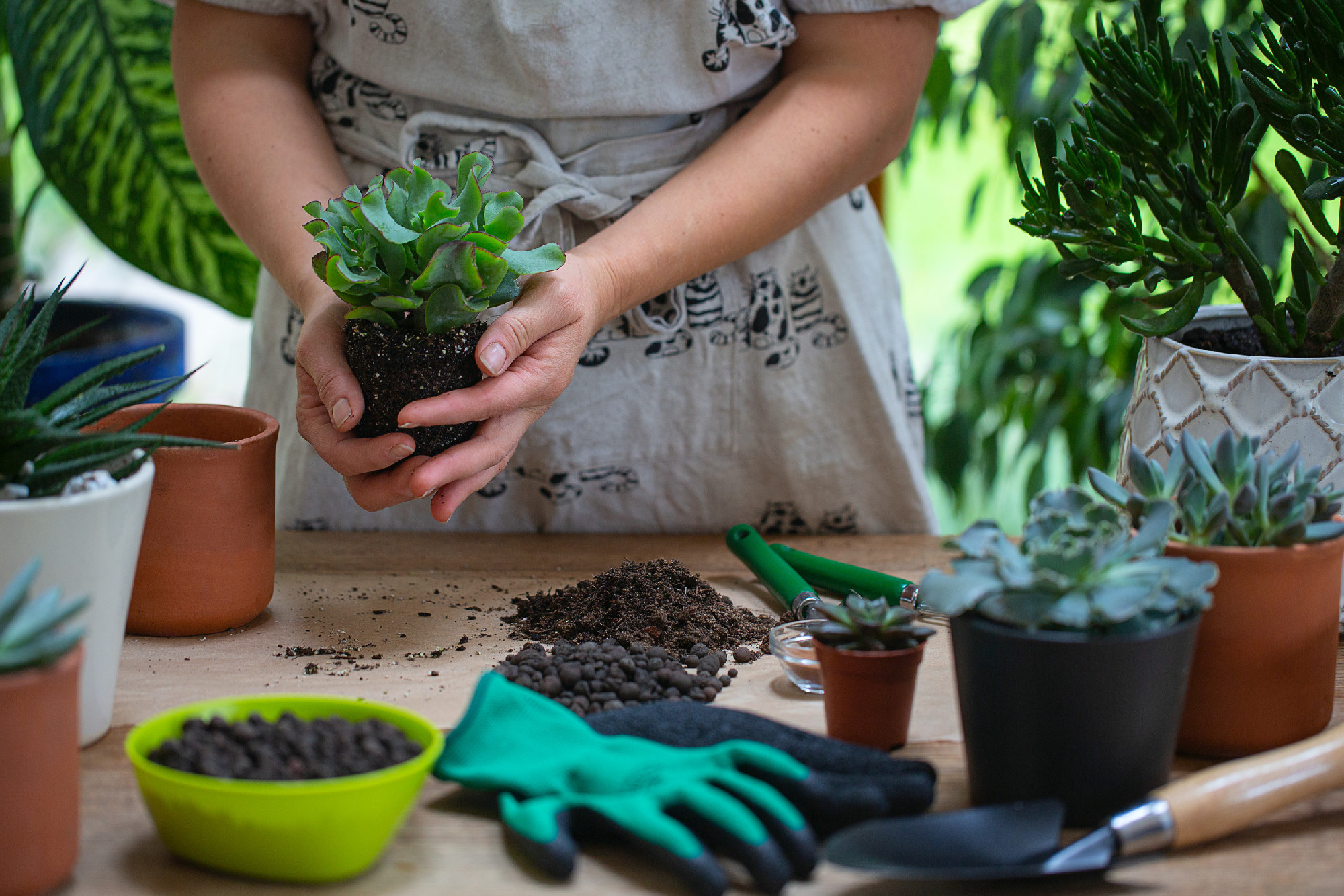 Woman is replanting a plant into a new brown pot. Many plants st