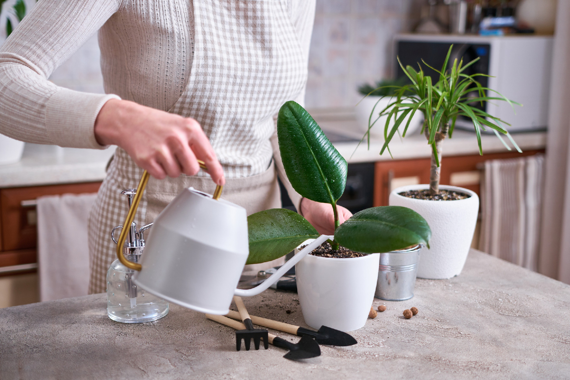 Woman watering Ficus elastica house plant at home