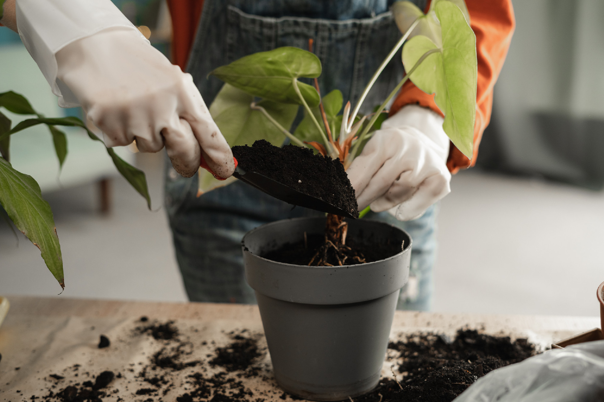 Spring repotting and houseplant care. Waking up indoor plants for spring. Close-up of female hands is transplanting plant into new pot at home.