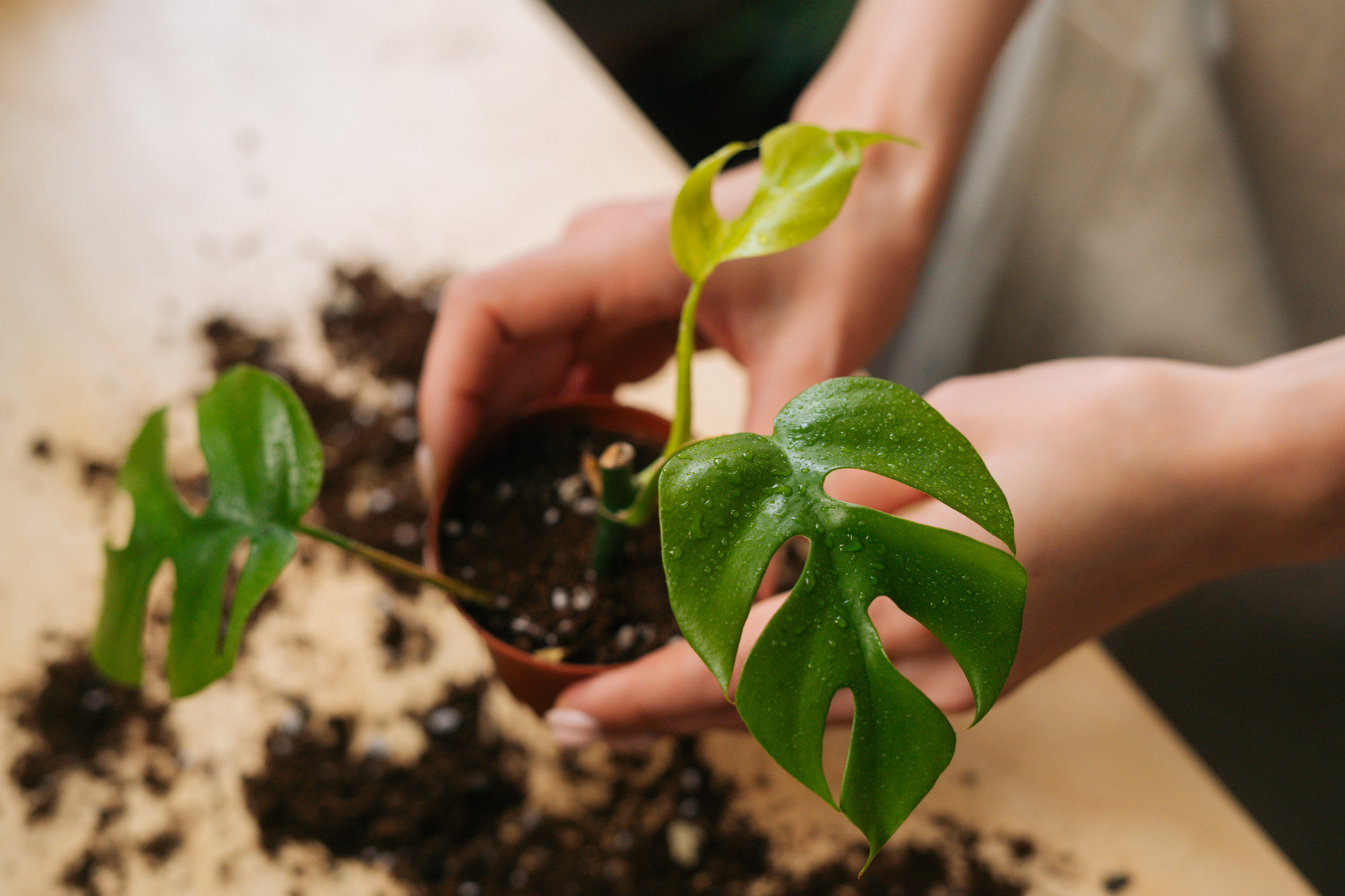 Top view cropped shot of unrecognizable young woman gardener in apron working with ground transplanting pot plants at table in home.
