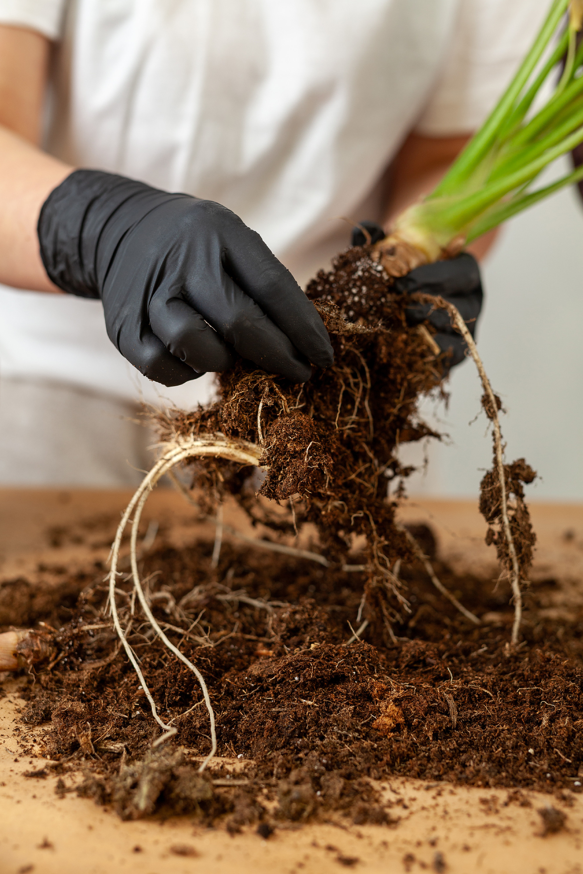 Transplanting a houseplant into a new flower pot.