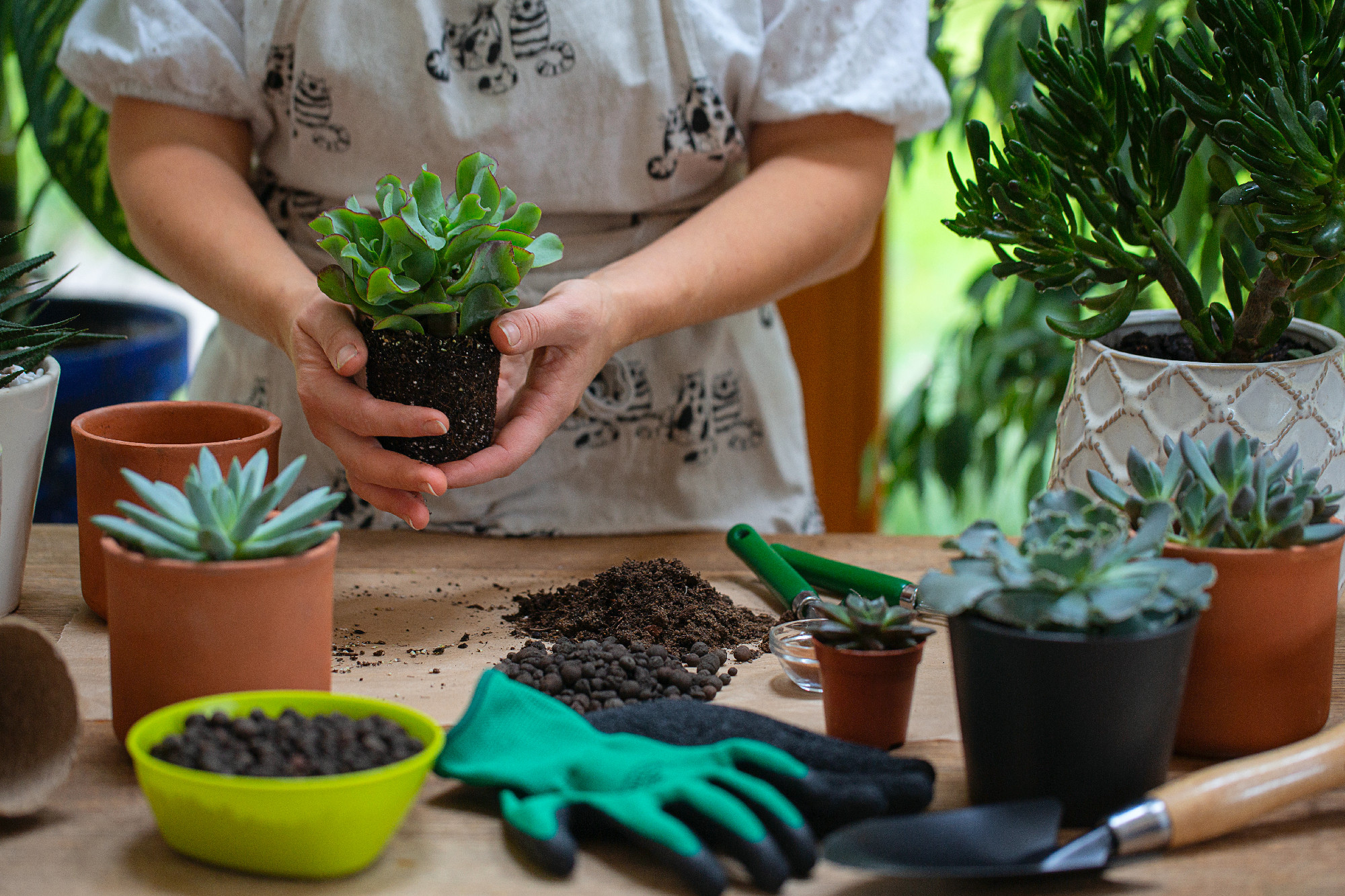 Woman is replanting a plant into a new brown pot. Many plants st