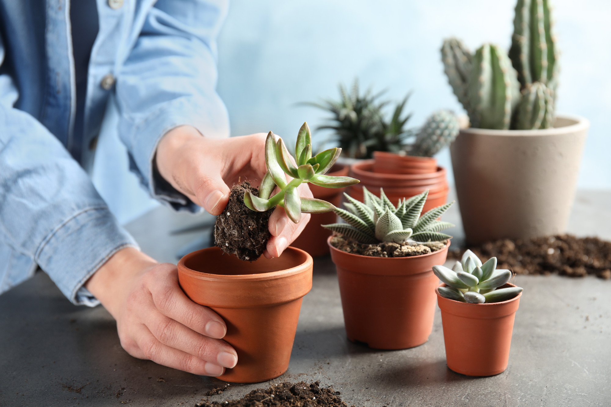 Woman transplanting home plant into new pot at table, closeup�
