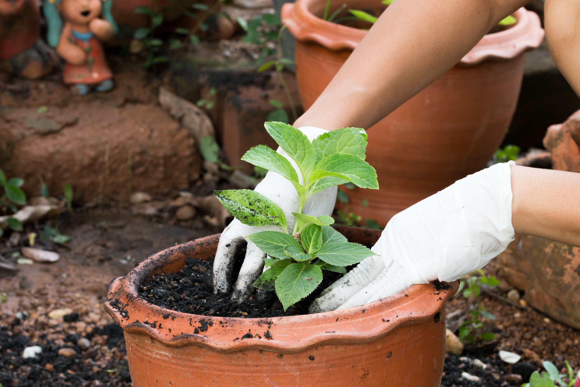 hands growing plant in pot