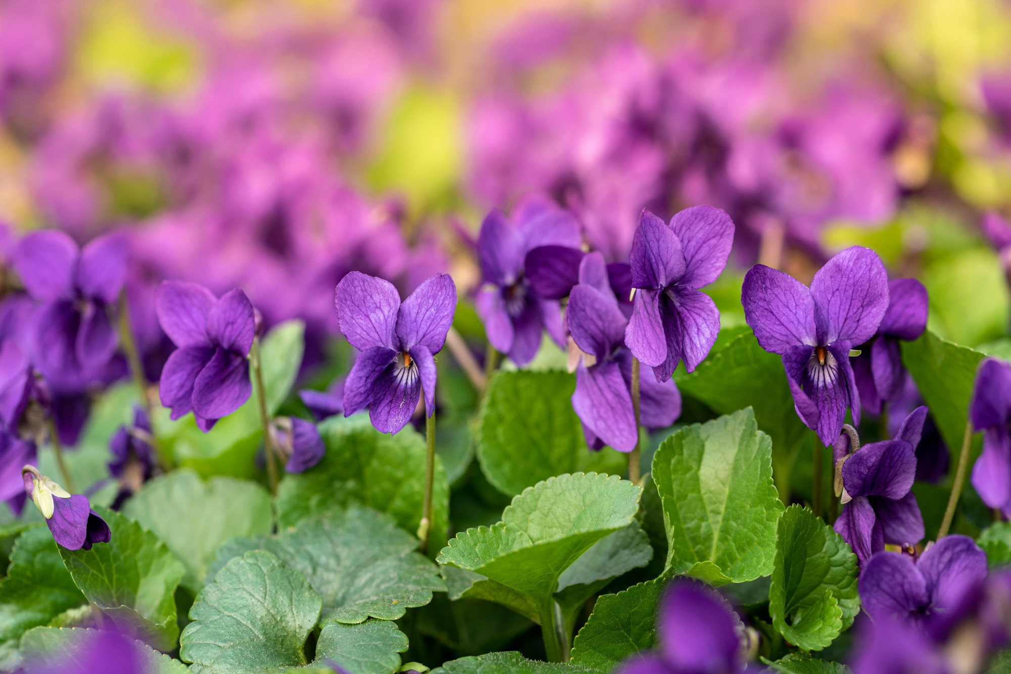 Violets in spring