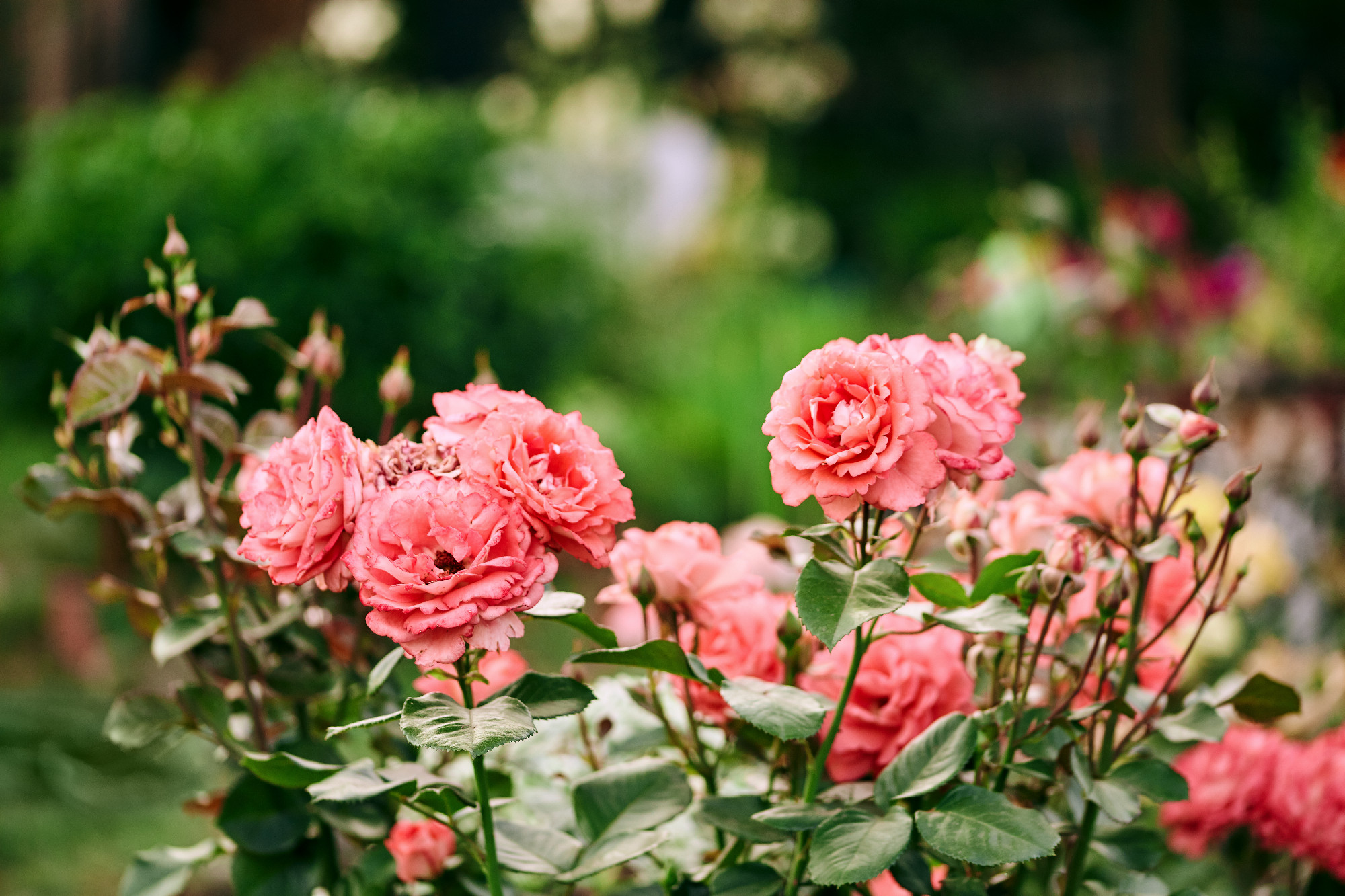 beautiful bush of roses in the summer garden on a blurred green background. large heads of coral flowers. natural backdrop with place for text