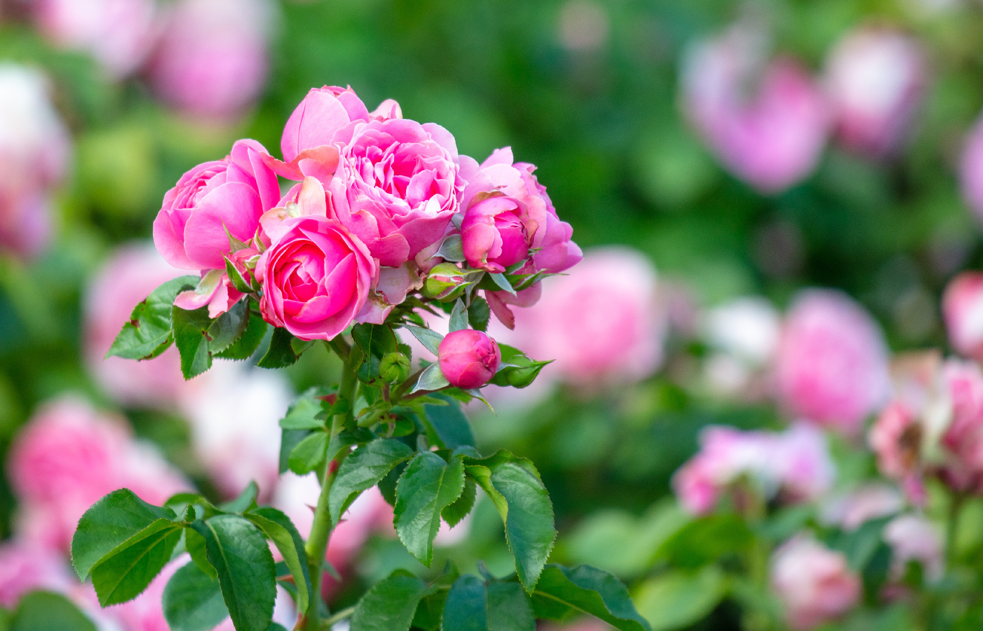 Beautiful decorative rose in the park.