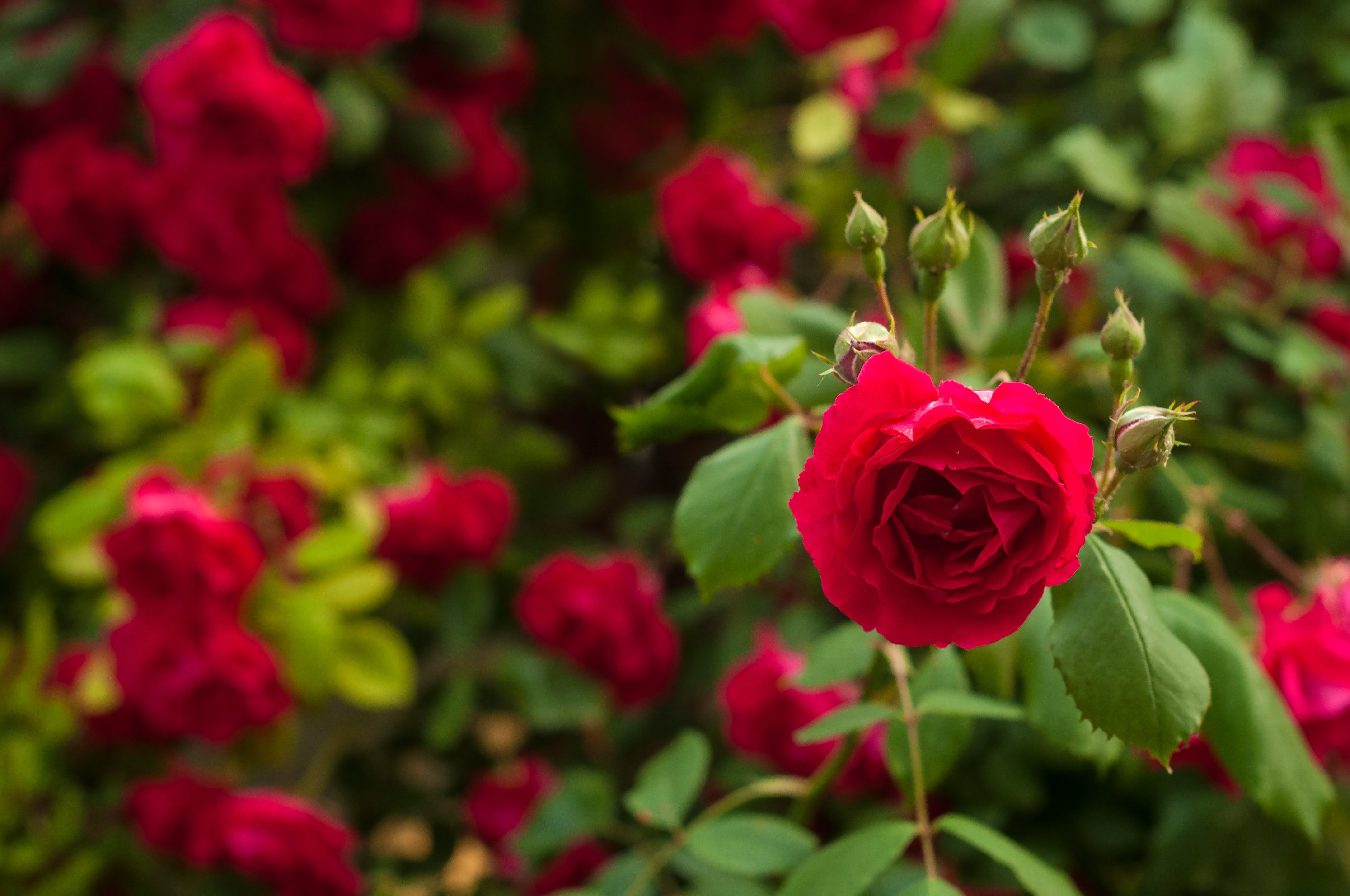 Bright red roses with buds on a background of a green bush. Beau