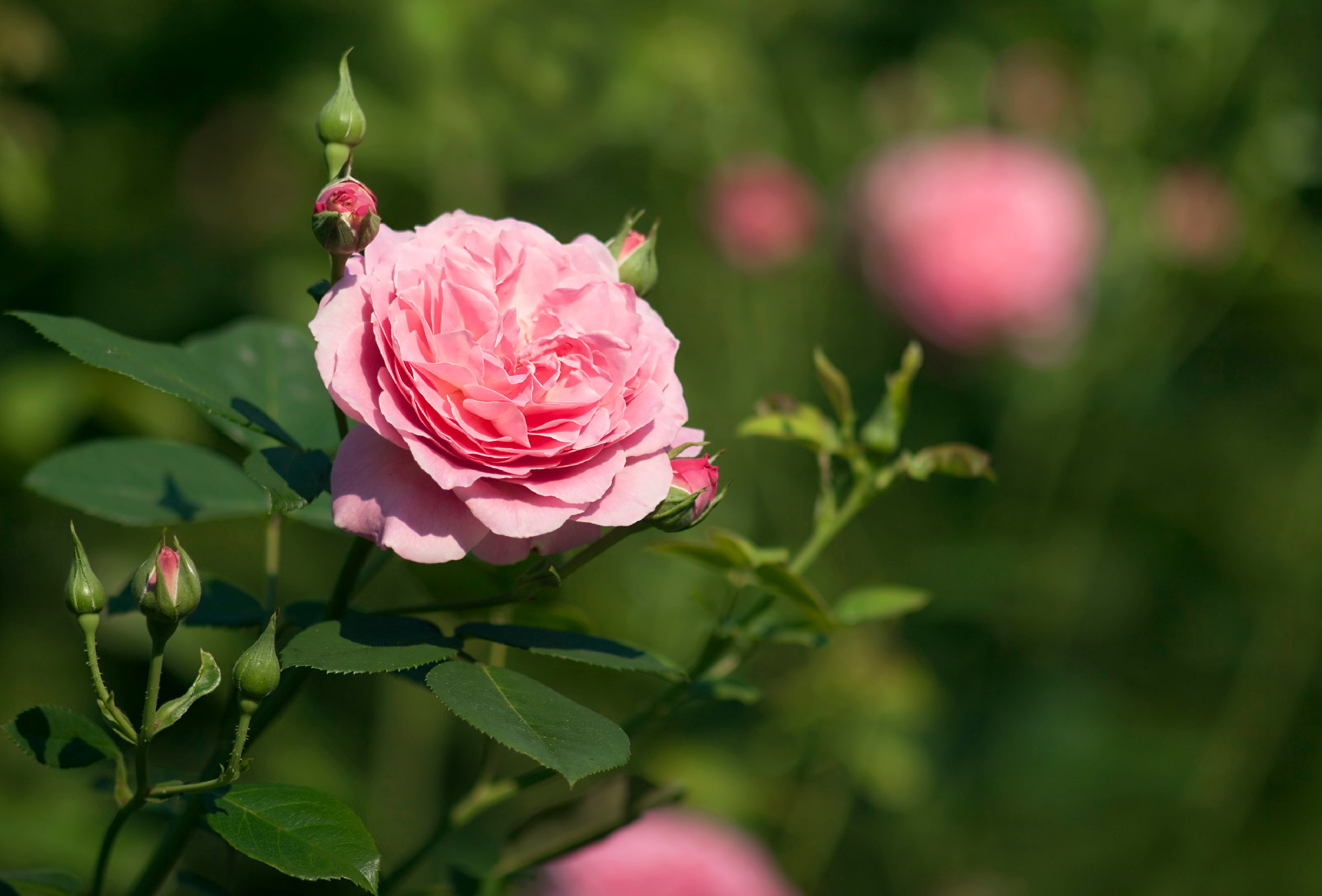 Pink rose flower