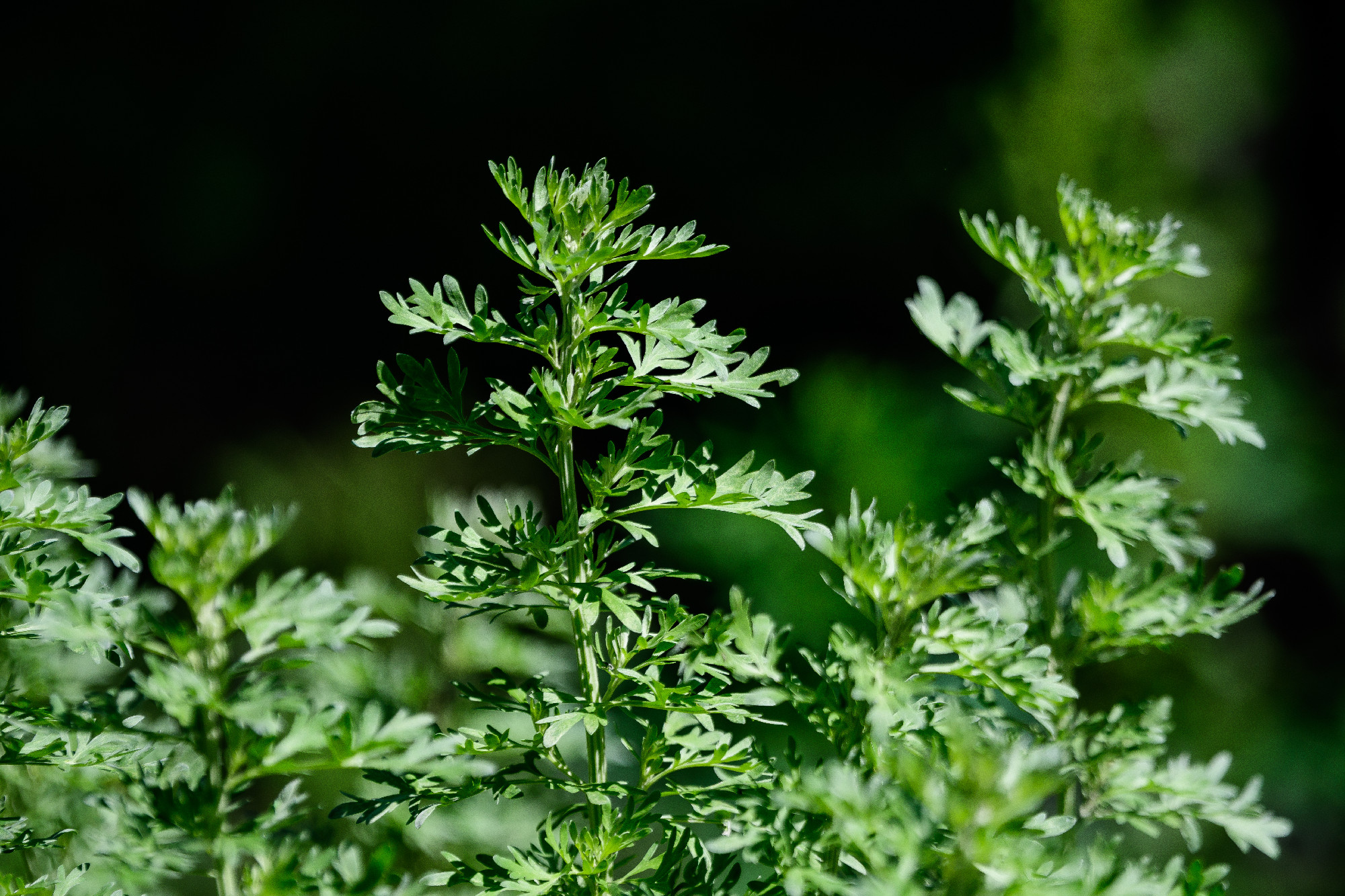 Close up of fresh green leaves of Artemisia absinthium (wormwoo