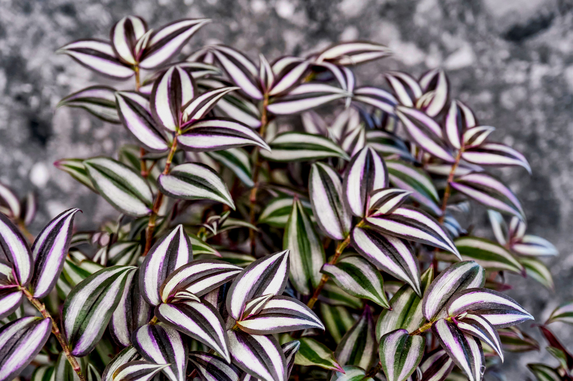 Motley leaves of room plant tradescanti, spiderwort.