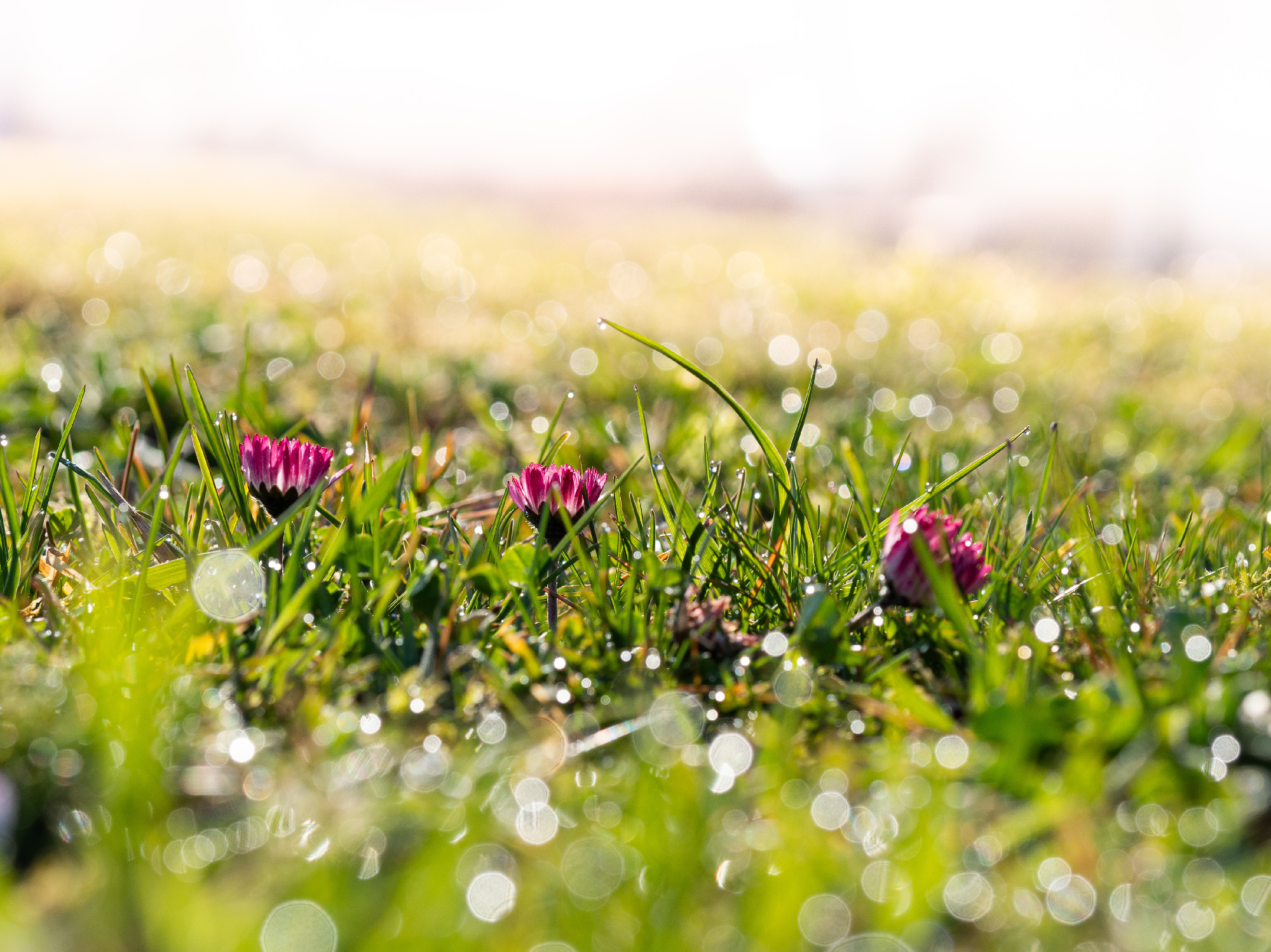 Bellis flower blooming in the spring