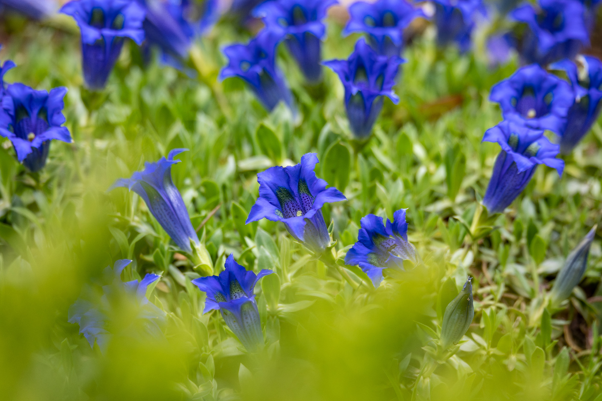 Trumpet gentiana blue spring flower in garden