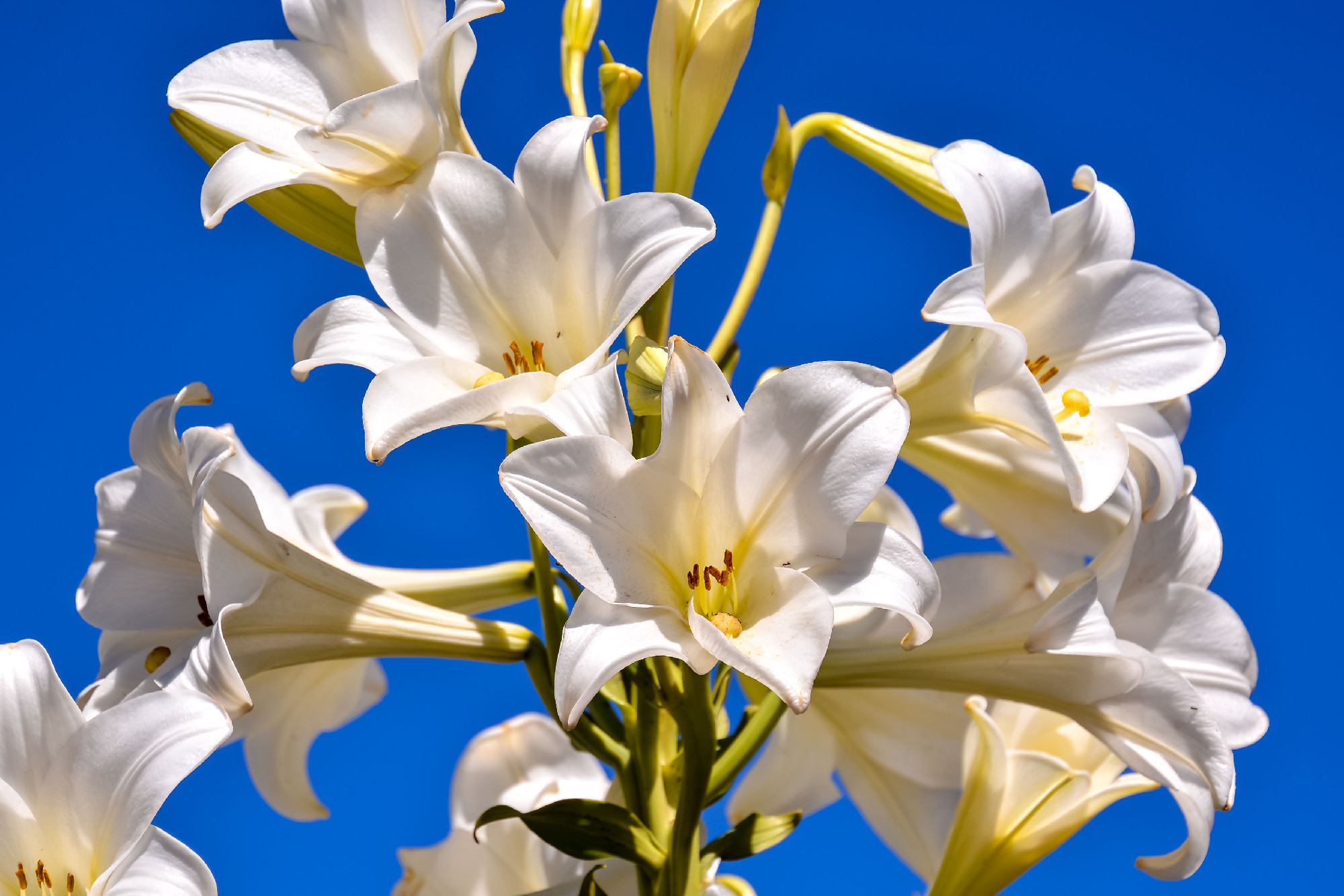 Blooming Flower Background