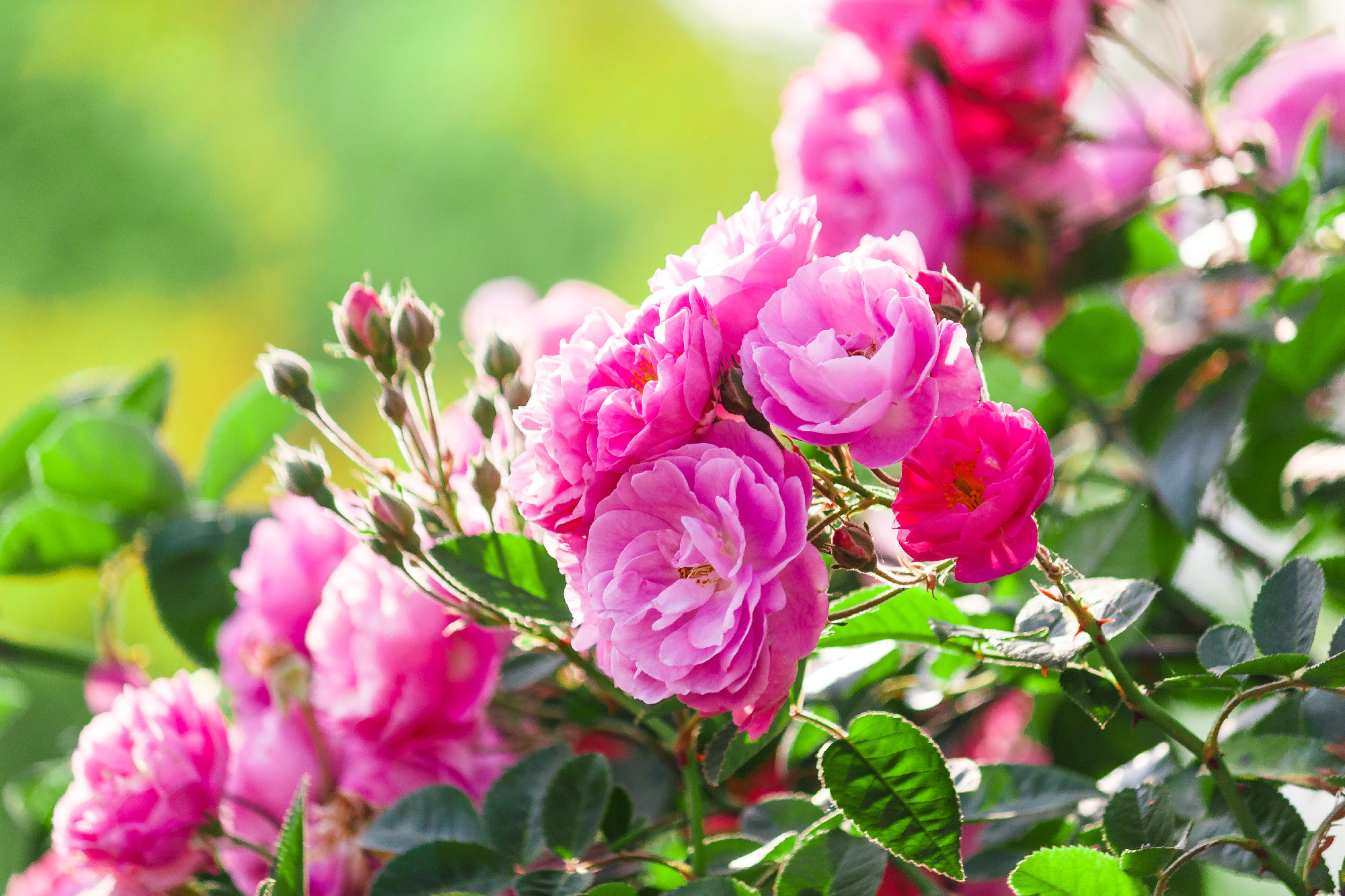 Pink rose on tree.