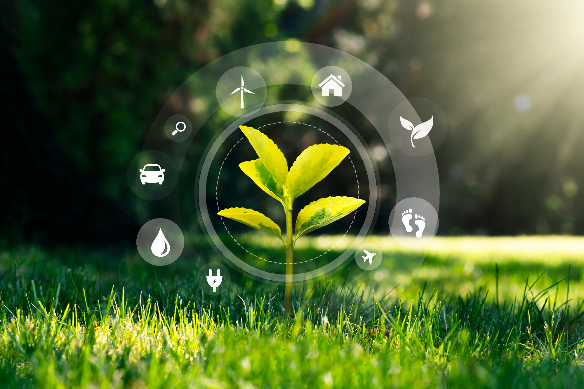 Ecology concept with growing plant and eco icons