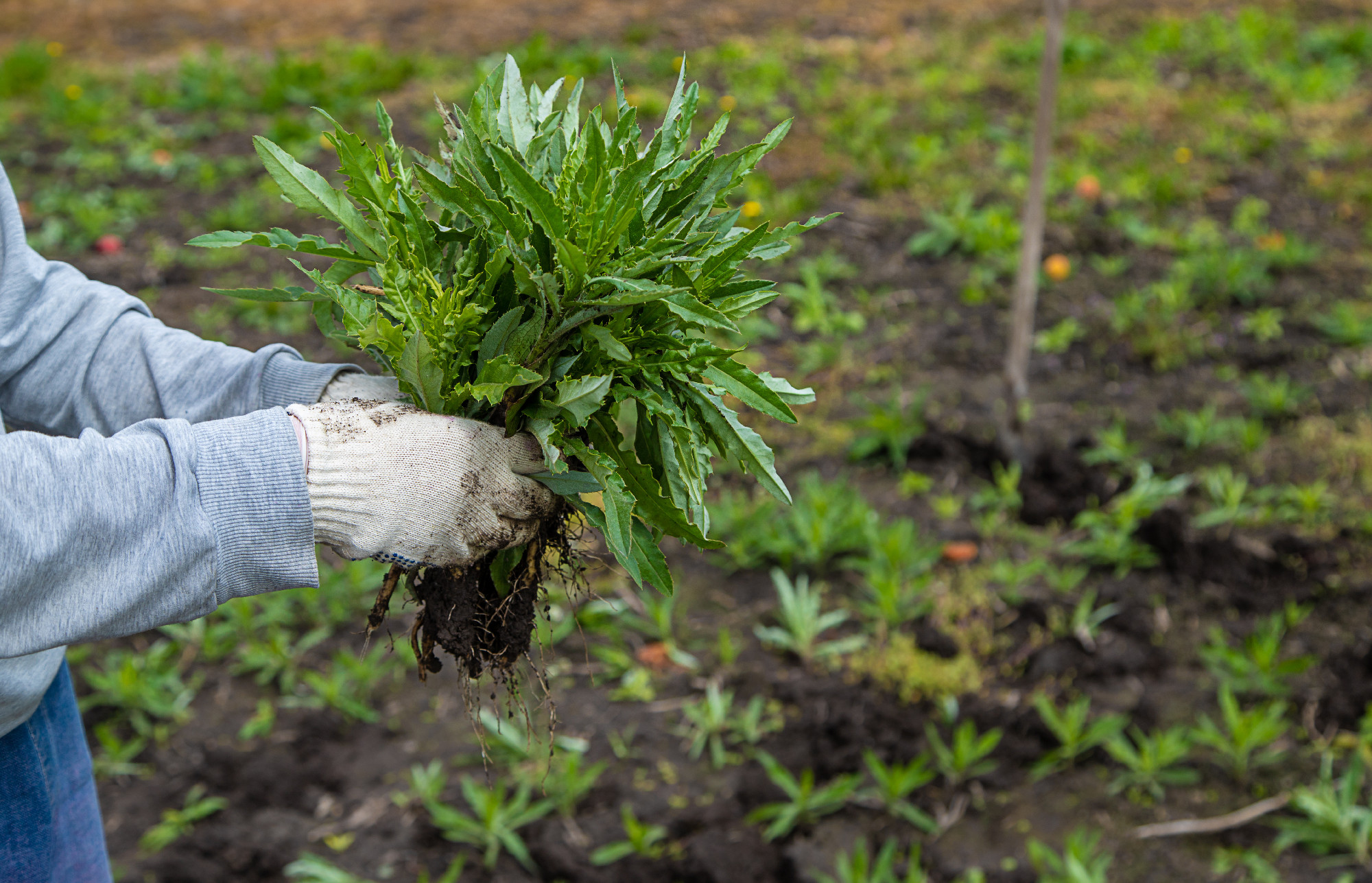 Digging up the weed sow thistle in the garden. Selective focus.