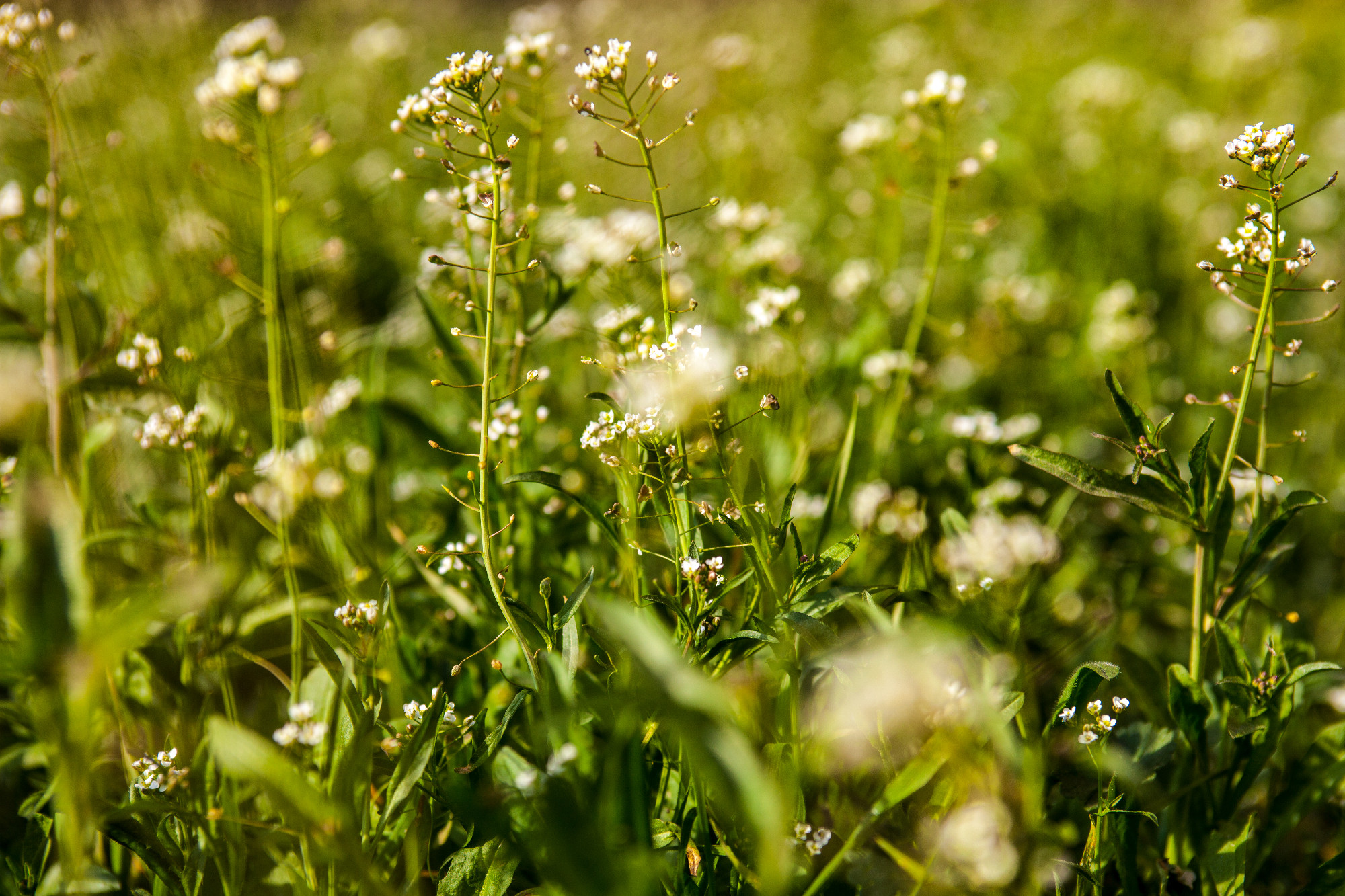 Meadow with shepherd's-purse flowers