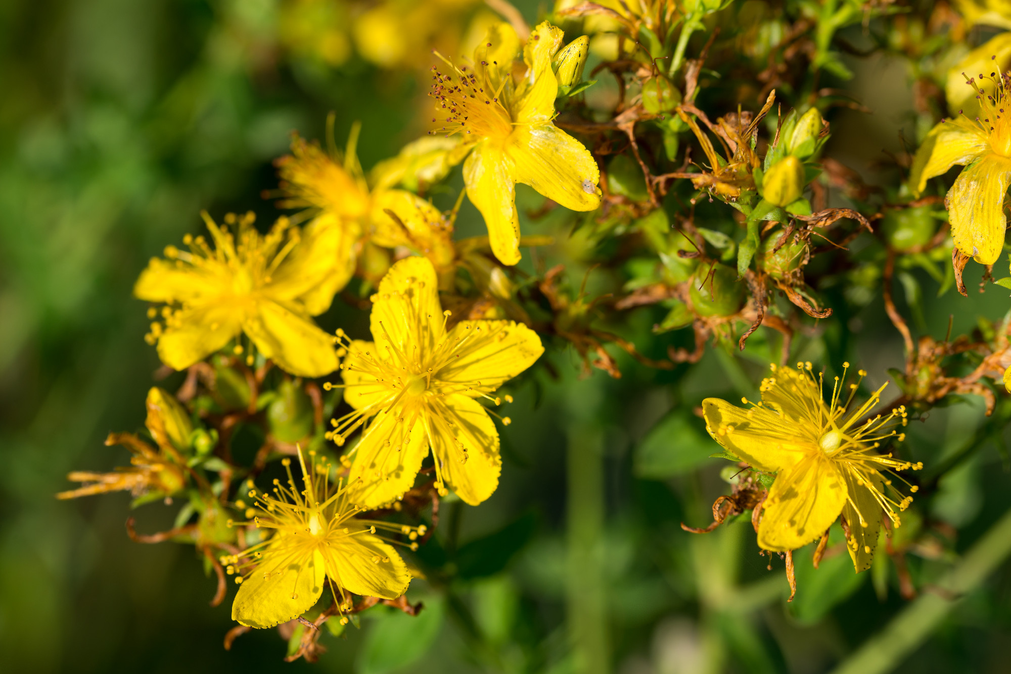 St John's wort,Hypericum perforatum yellow flowers closeup sele