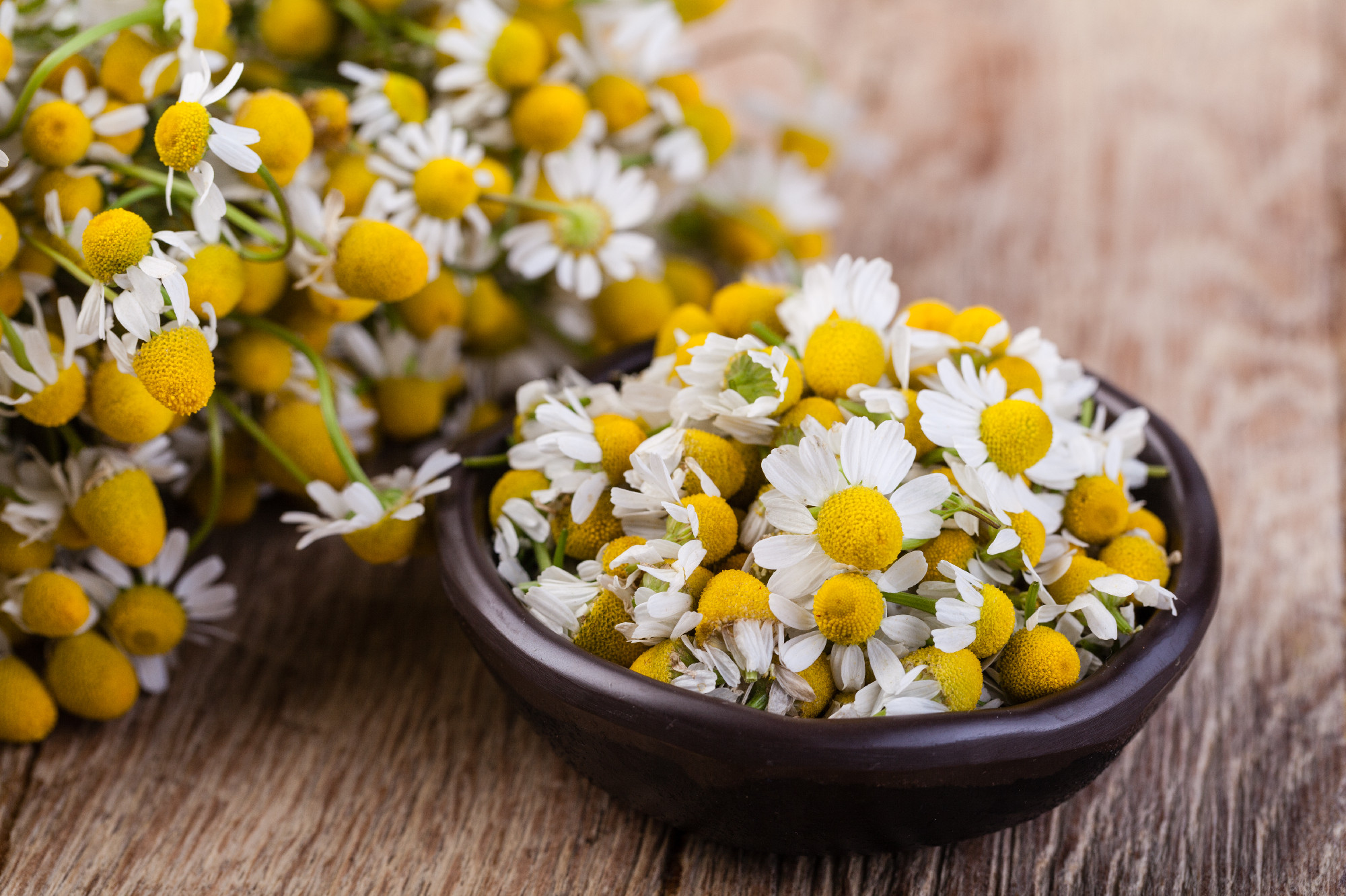 Medical Chamomile