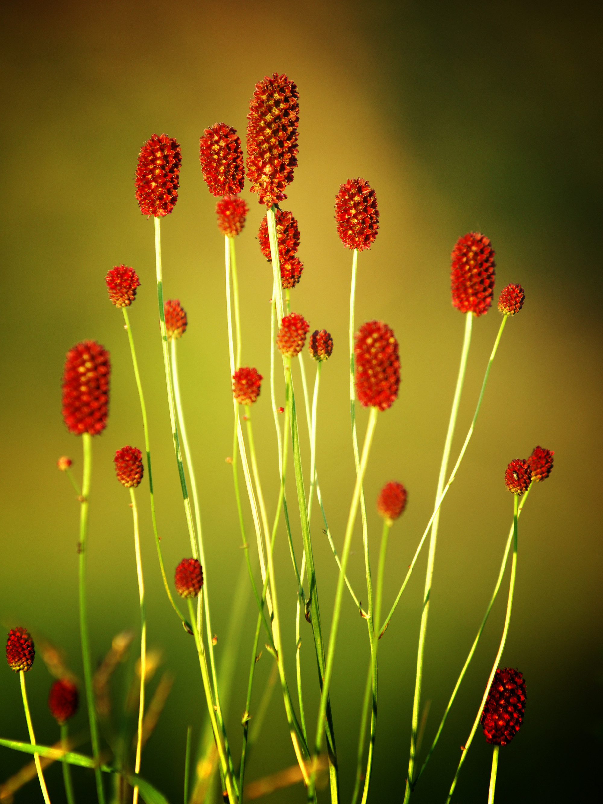 Sanguisorba officinalis. great burnet.