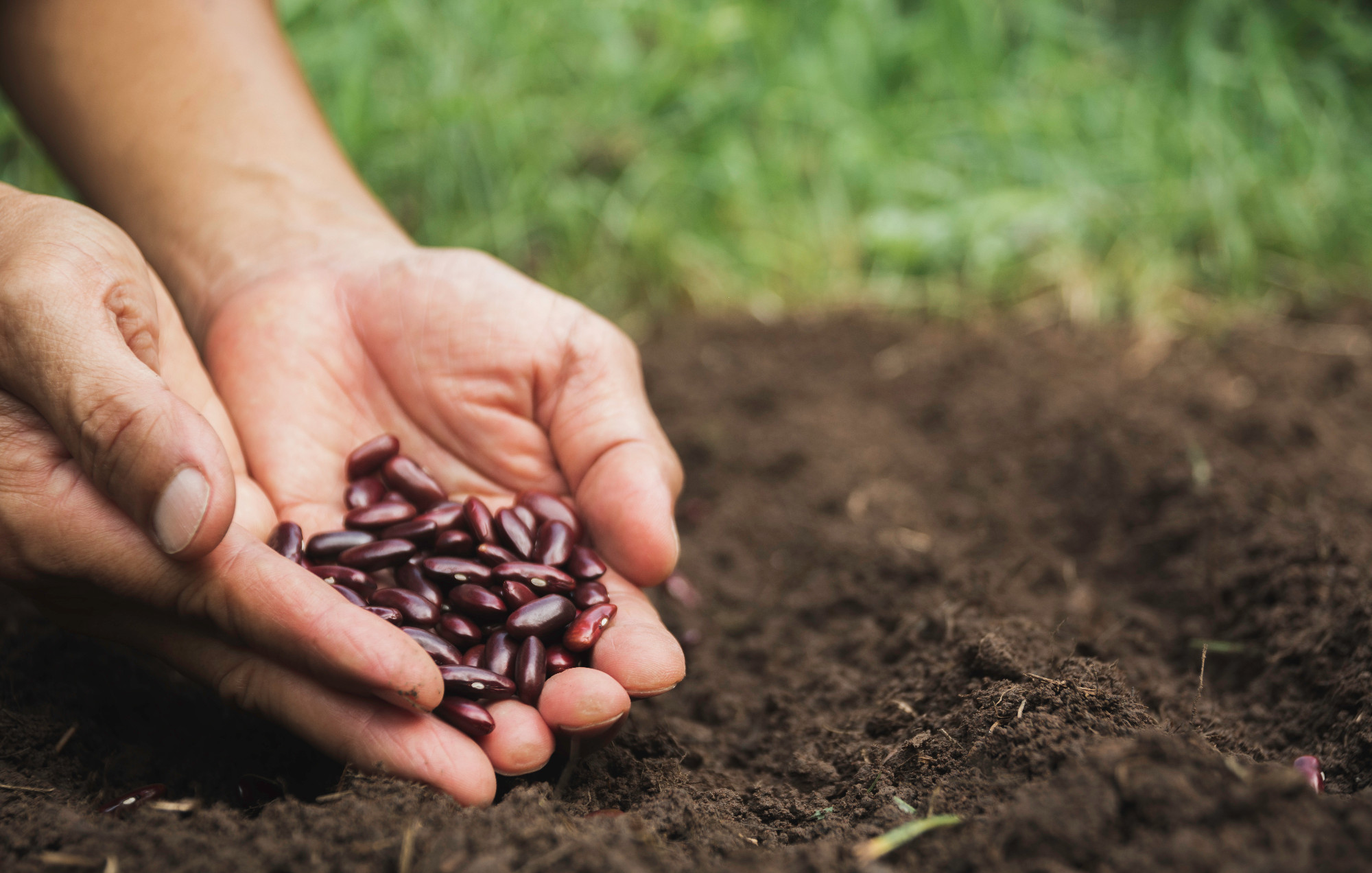 Gardener applying fertilizer plant food to soil for vegetable ga