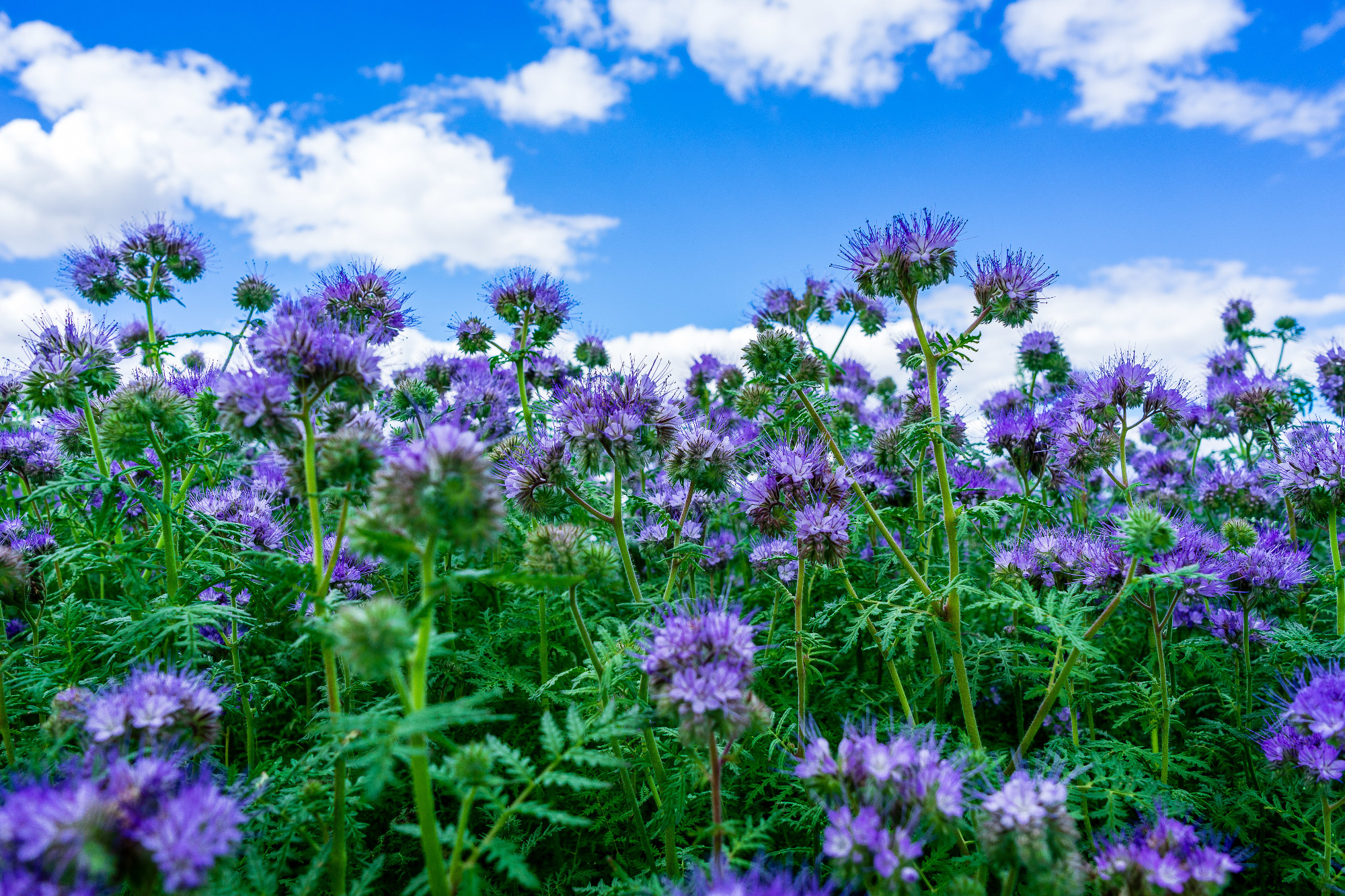 Closeup shot of purple phacelia flowers under blue sky and white clouds