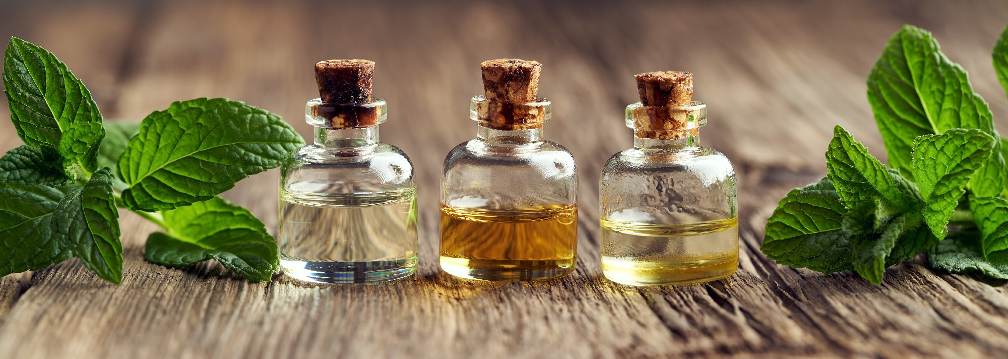 Panoramic header with three bottles of essential oil and fresh p