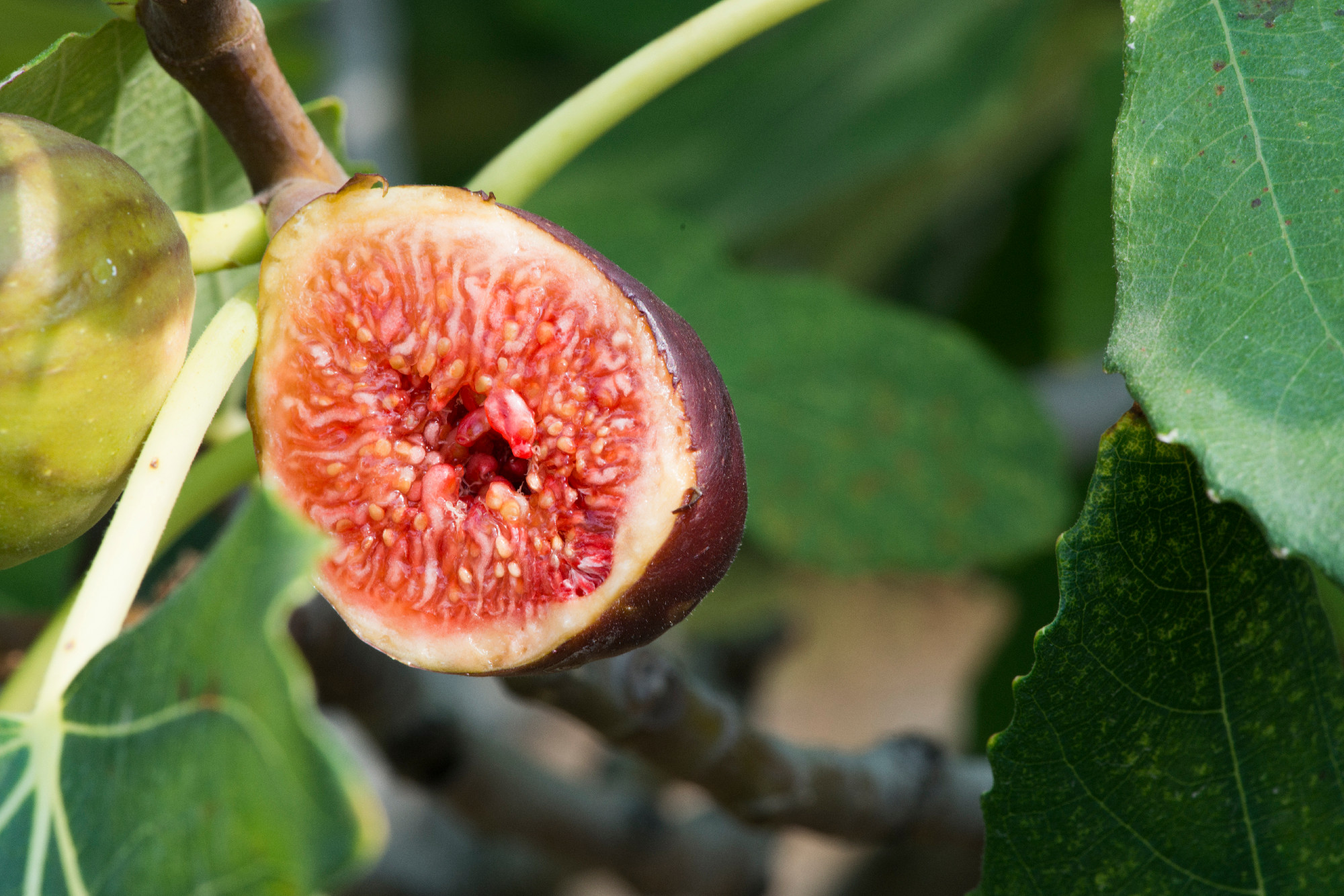 Fig on tree between the leaves
