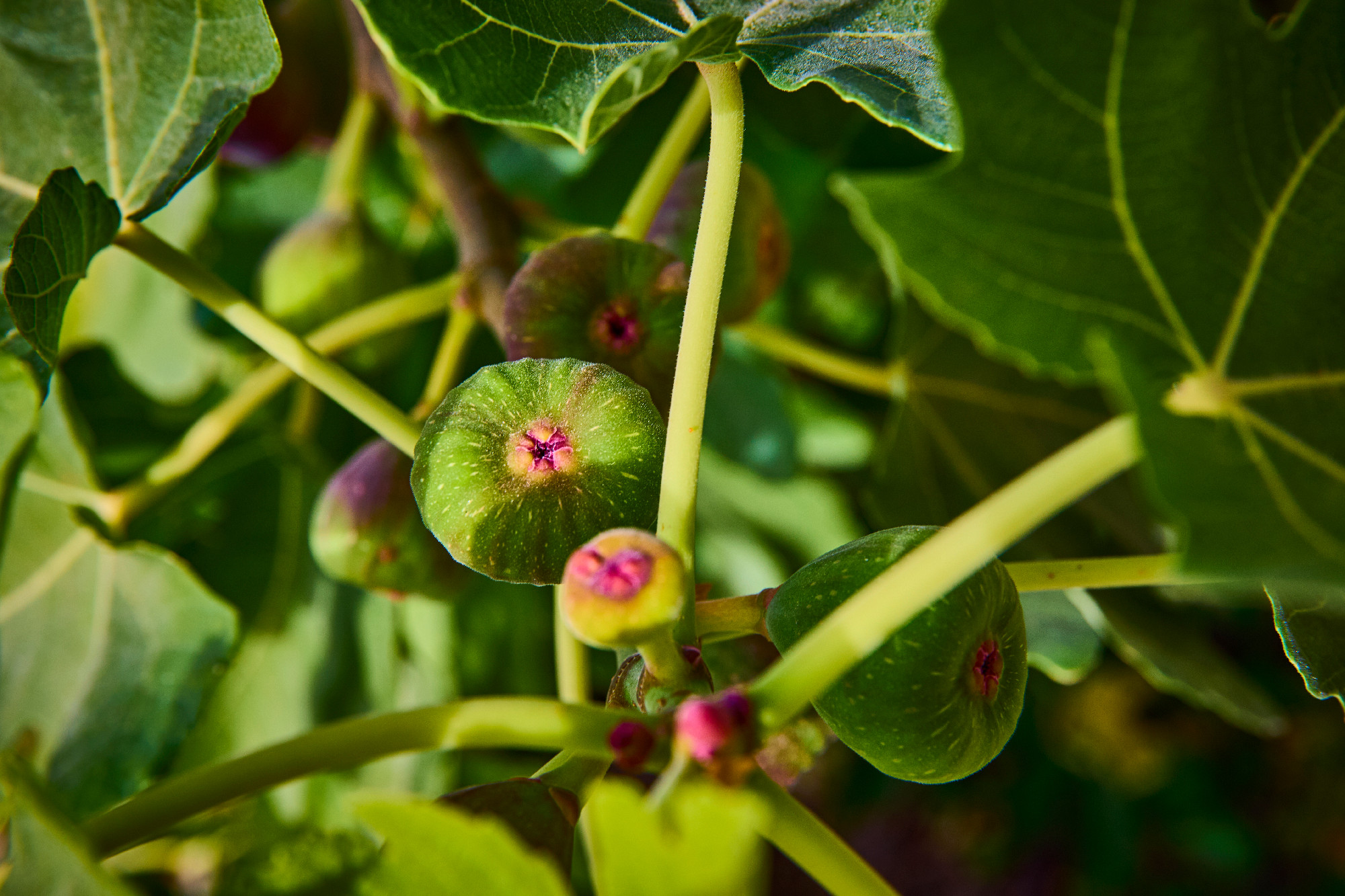 Organic Figs and Lush Leaves Close Up in Bright Sunlight