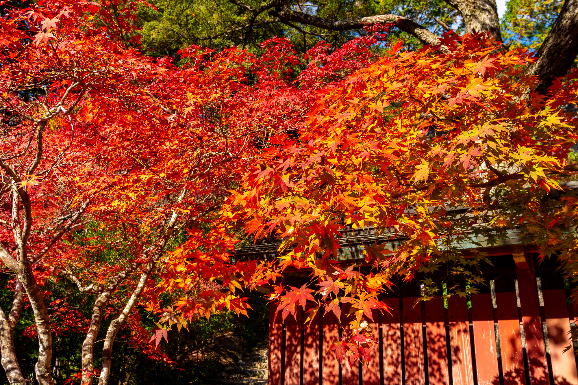 Autumn foliage in Jingo-Ji temple gardens on Takao mountain, Kyo
