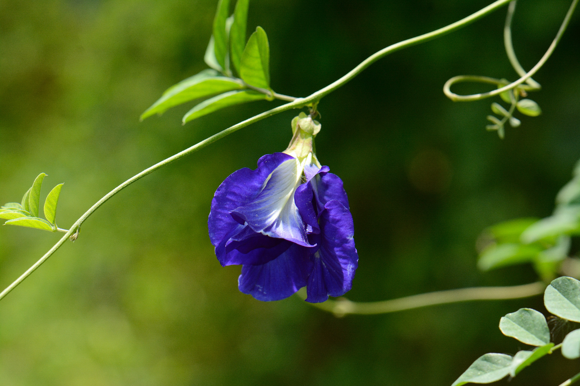 Asian pigeonwings flower (Clitoria ternatea)