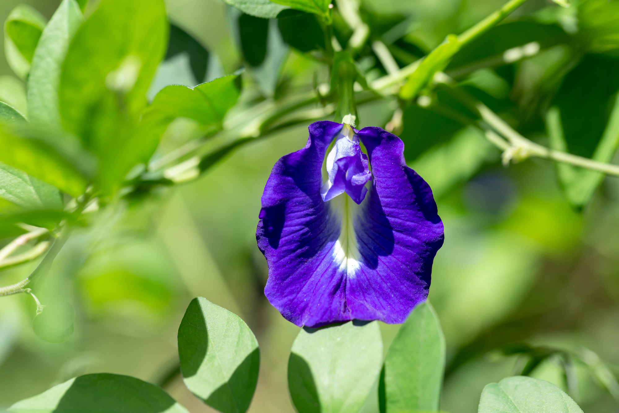 Ezer bajra jó gyógynövény: mindent a clitoria ternatearól