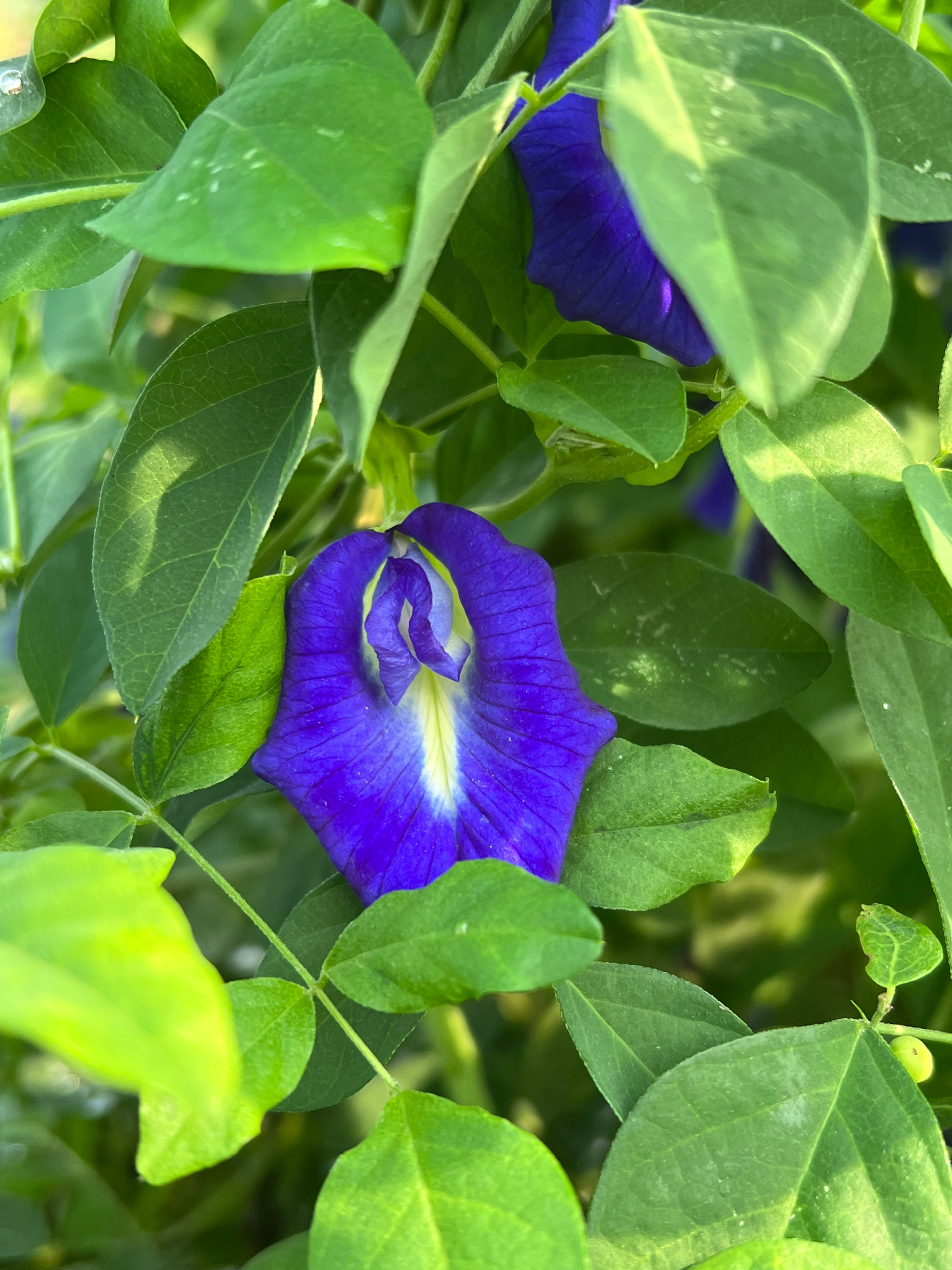 Ezer bajra jó gyógynövény: mindent a clitoria ternatearól