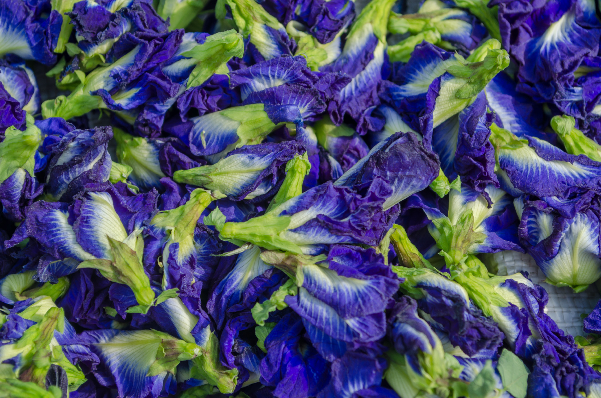 Butterfly Pea flower