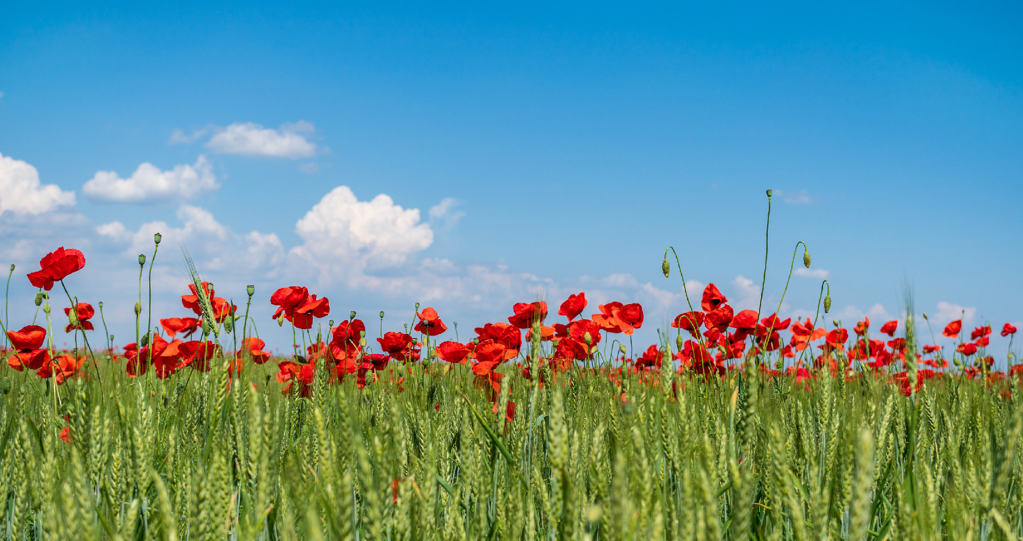 Red poppies on green field, sky and clouds