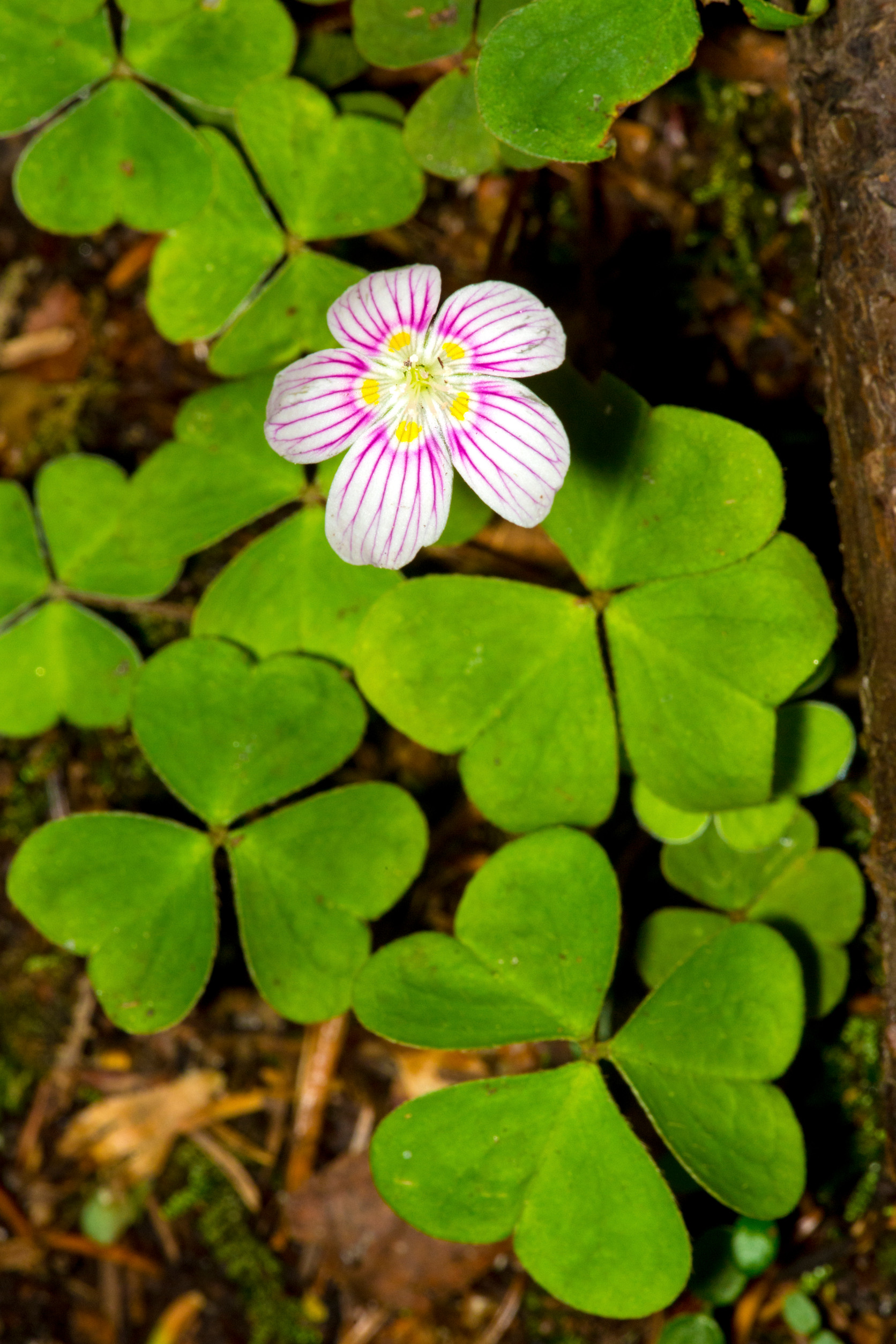 Pink flower of northern wood sorrel on Mt. Sunapee.