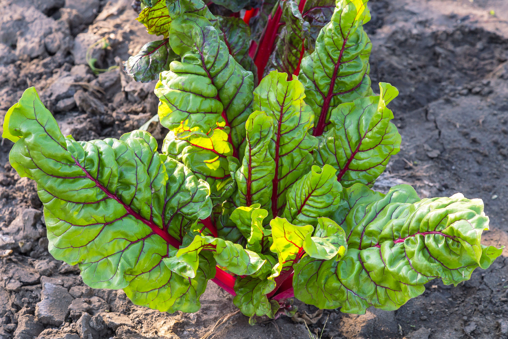 Agriculture, growing vegetables in the garden and harvest. Veget