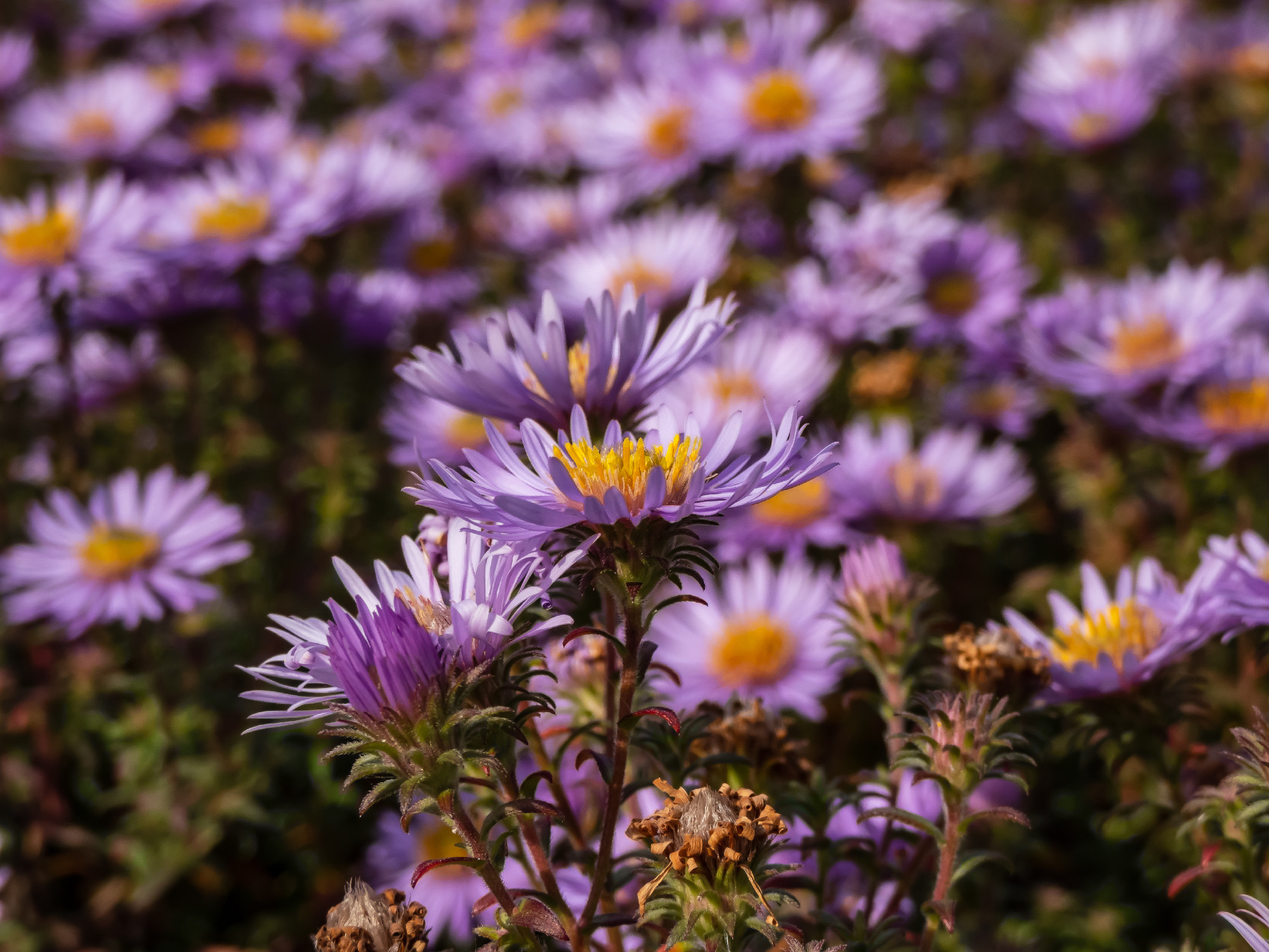Amethyst Aster (Aster x amethystinus) hybrid between New England