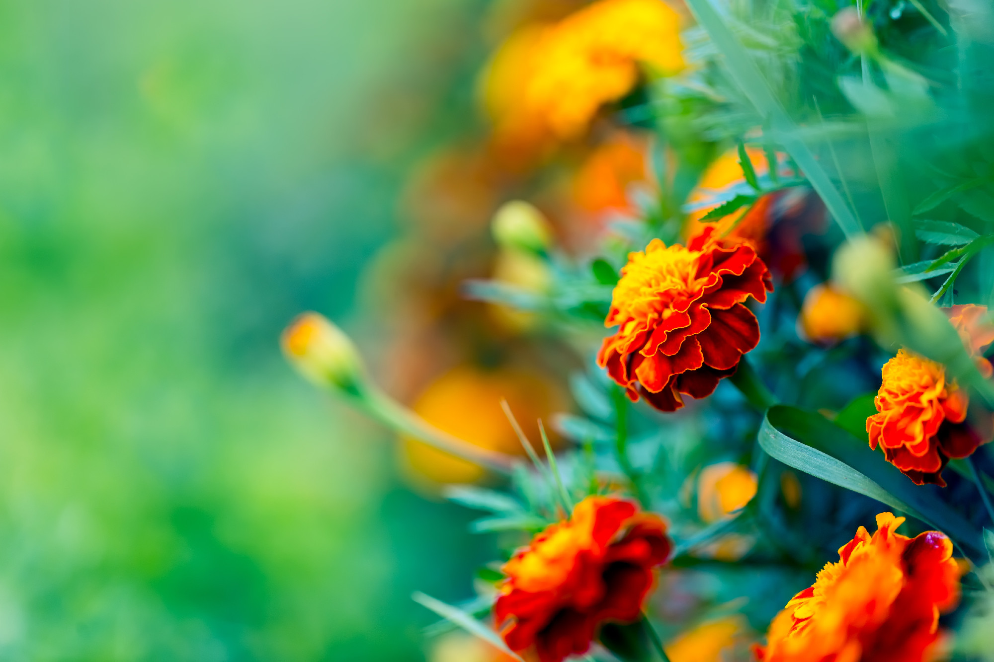 Beautiful garden marigolds blooming